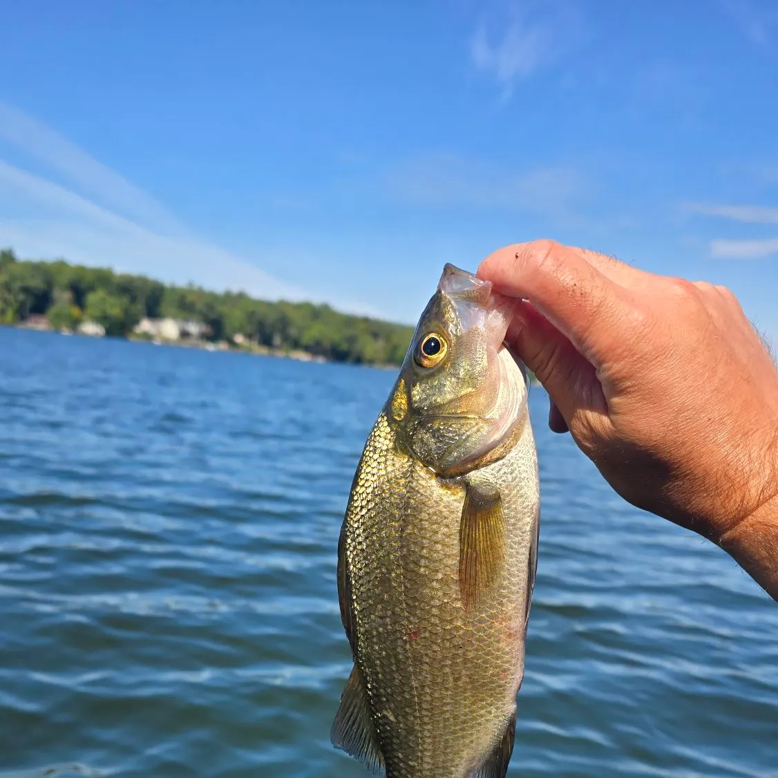 White perch caught on Fishbrain