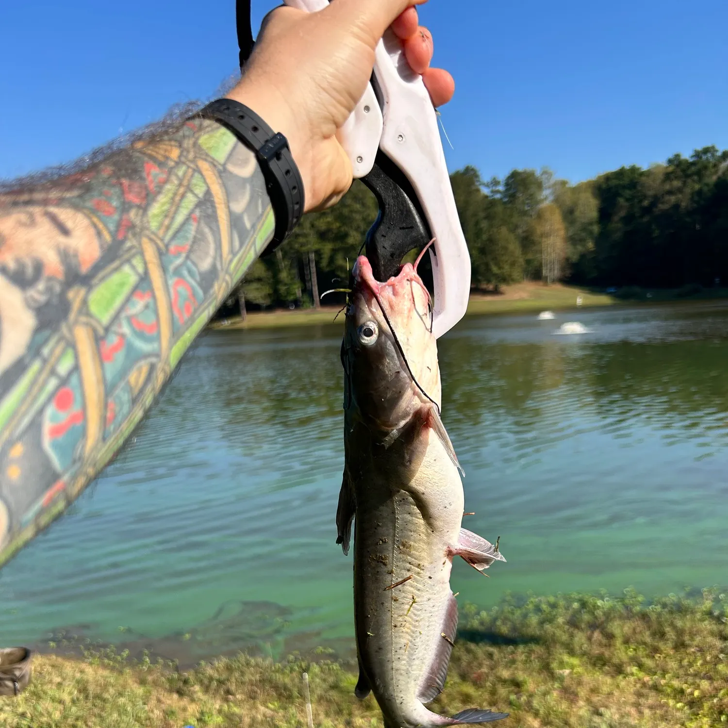 Channel catfish caught on Fishbrain
