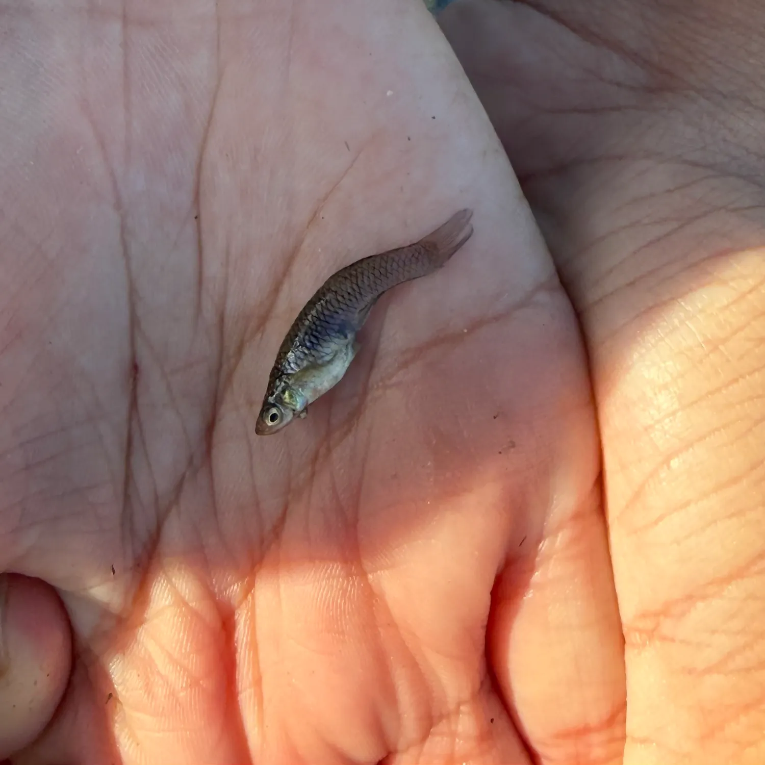 The most recent Western mosquitofish catches on Fishbrain