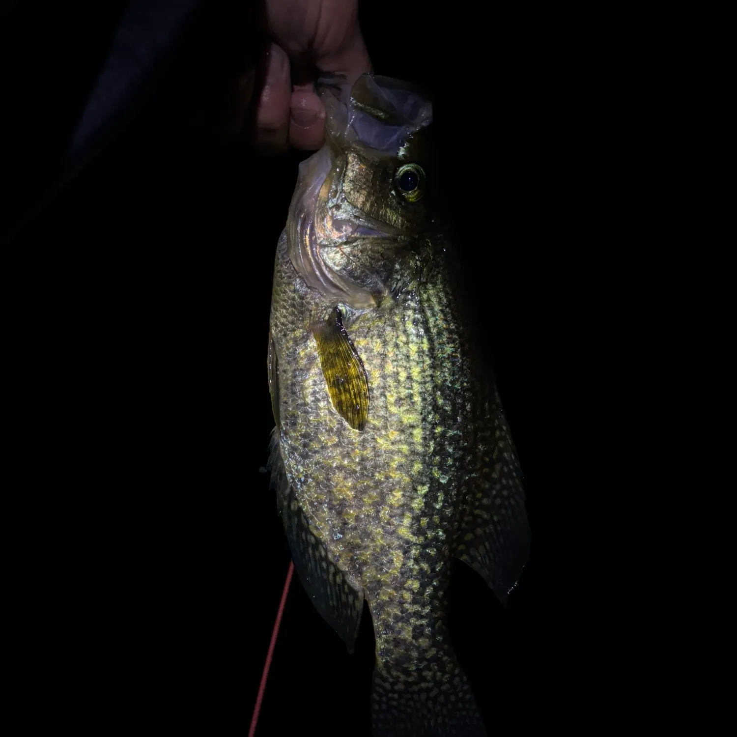 Black crappie caught on Fishbrain