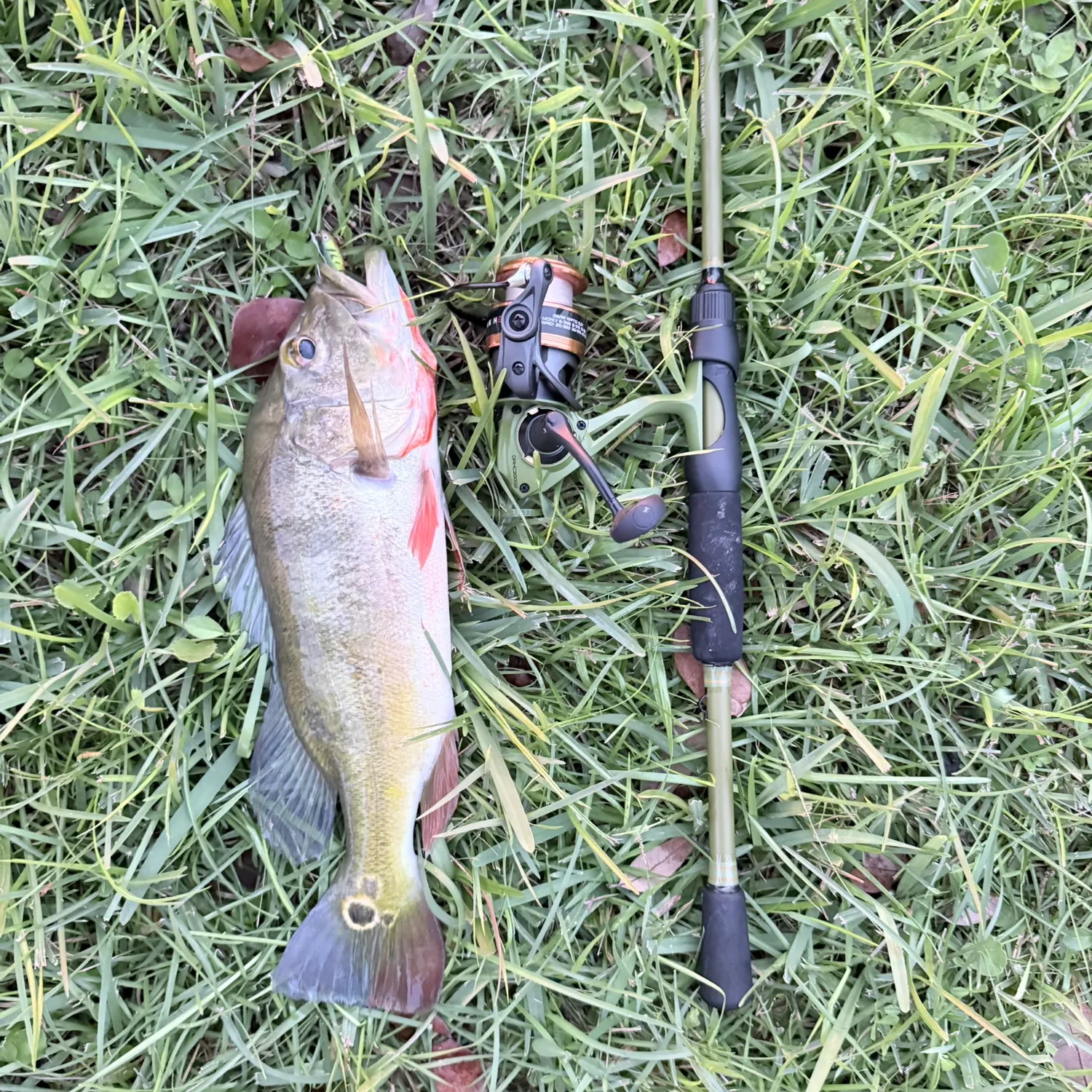 Butterfly peacock bass caught on Fishbrain