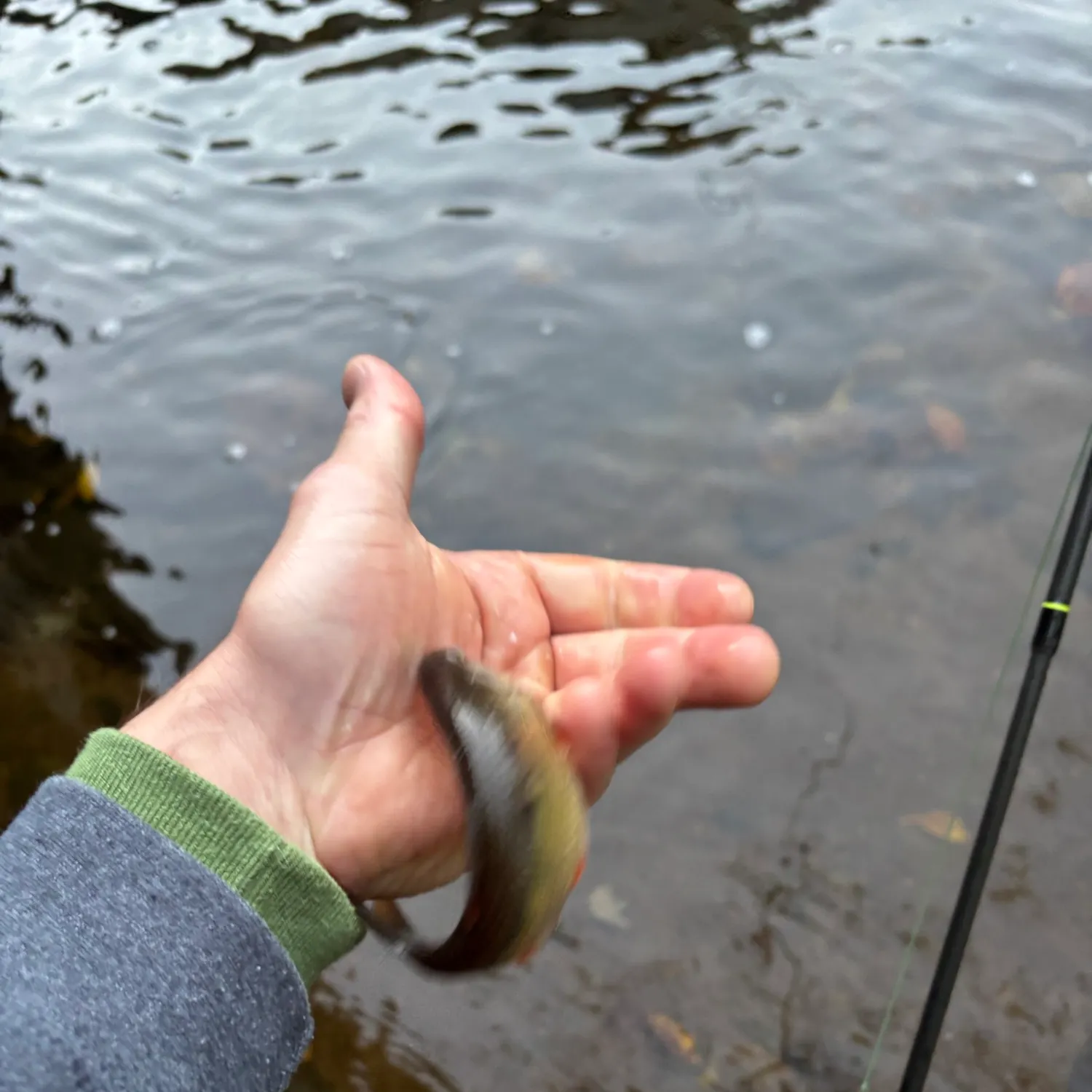 Creek chub caught on Fishbrain