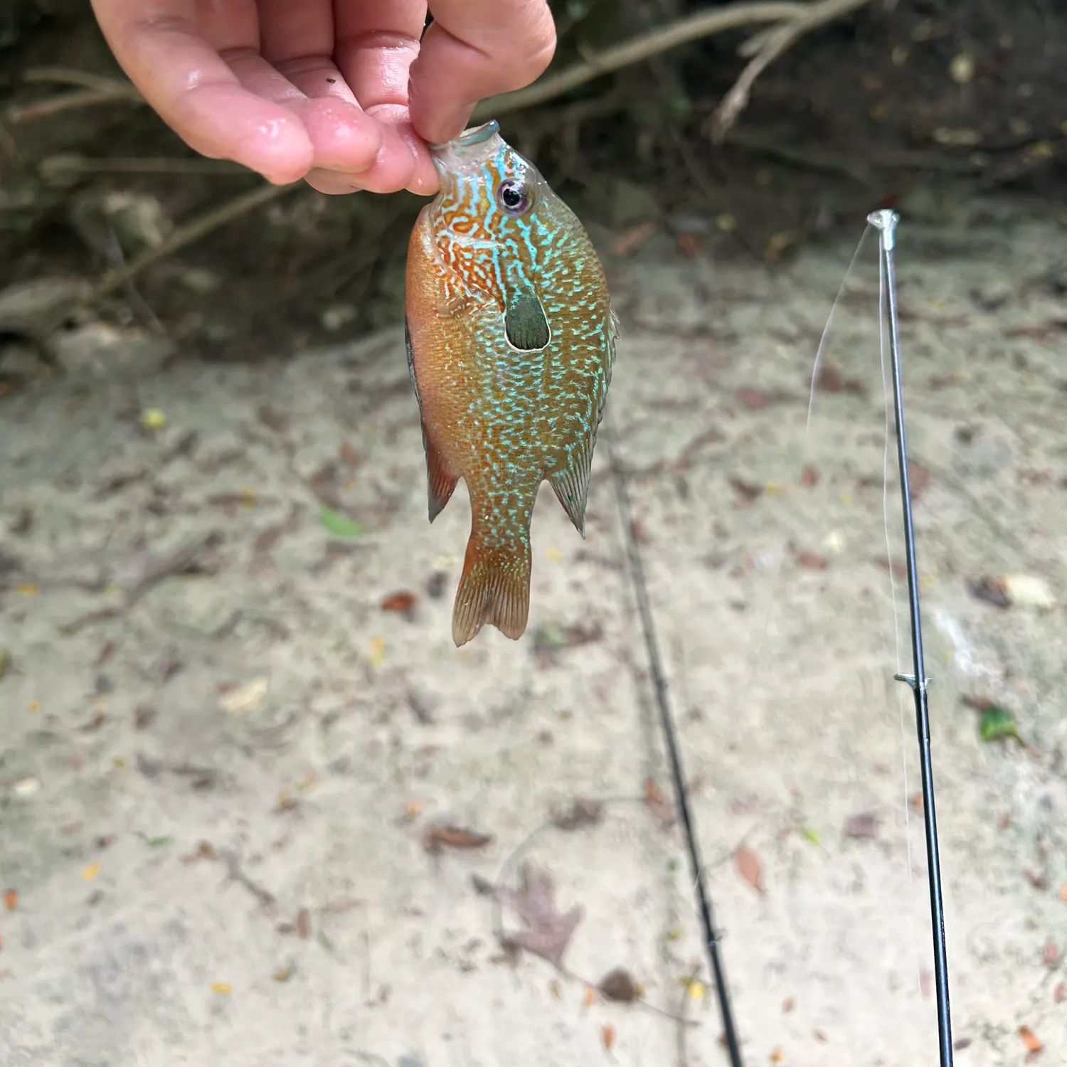 Pumpkingill hybrid caught on Fishbrain