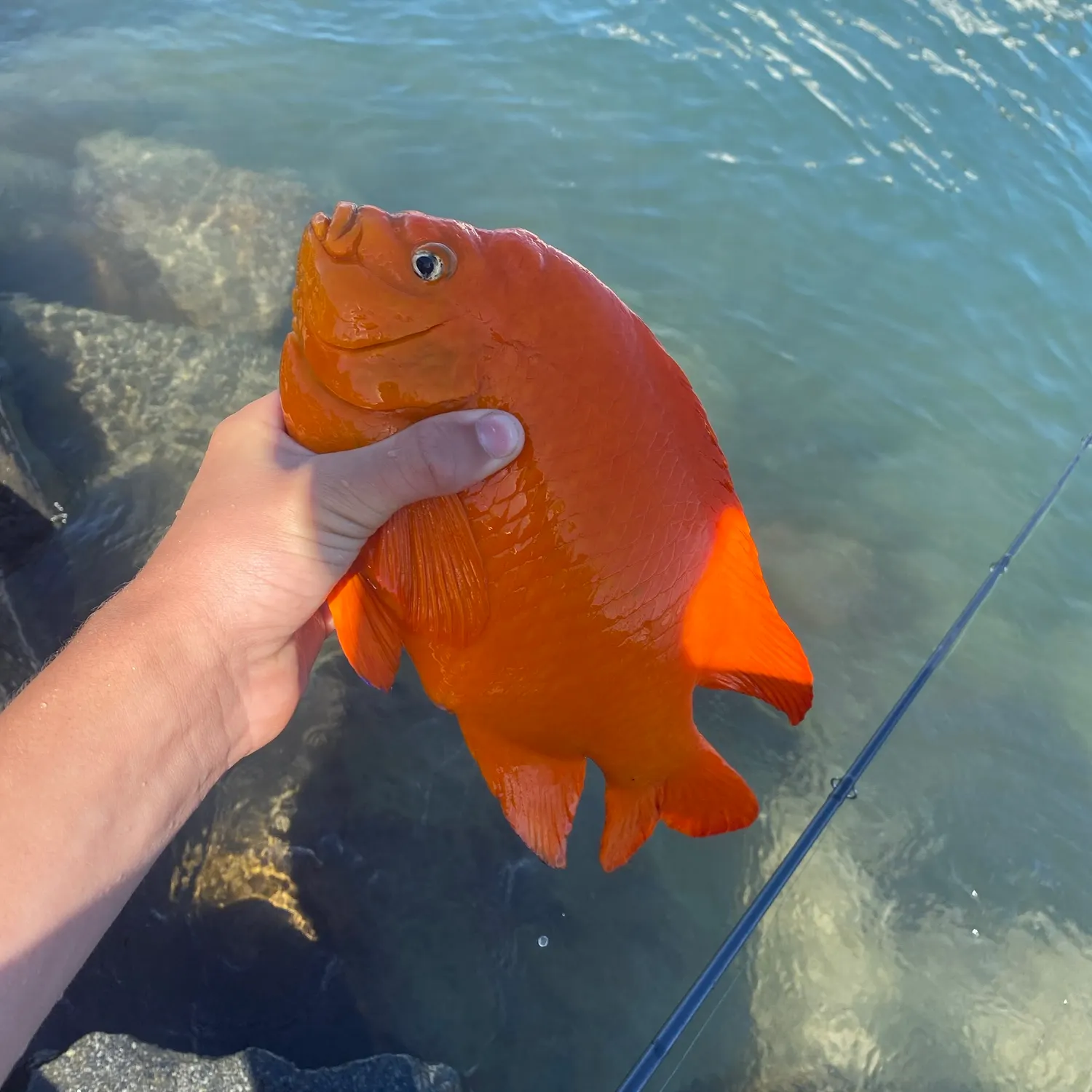 Garibaldi damselfish caught on Fishbrain