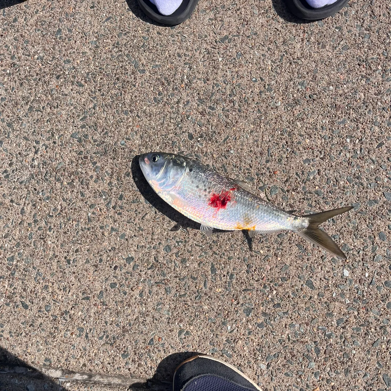 The most recent Atlantic herring catches on Fishbrain