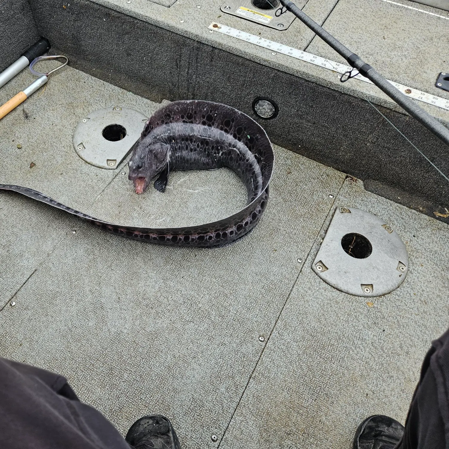 The most recent Wolf-eel catches on Fishbrain