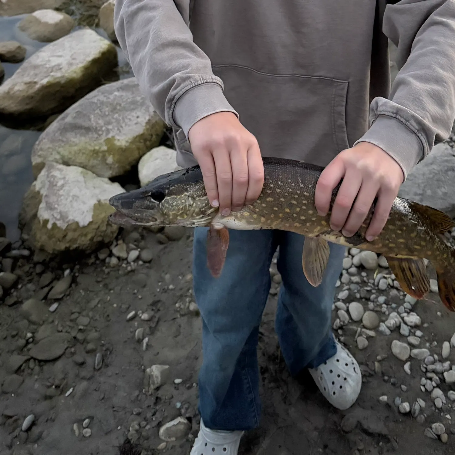 Northern pike caught on Fishbrain