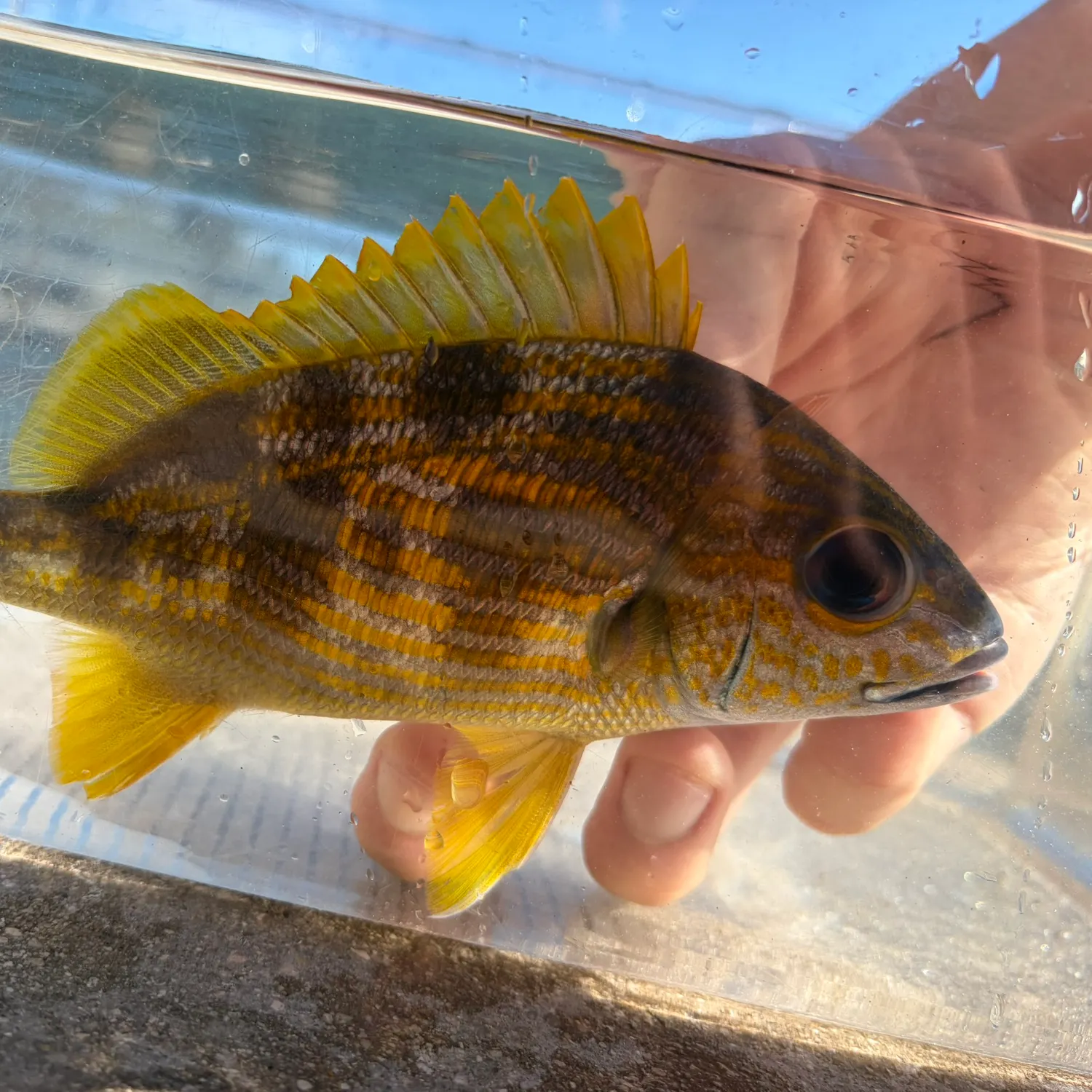 The most recent French grunt catches on Fishbrain