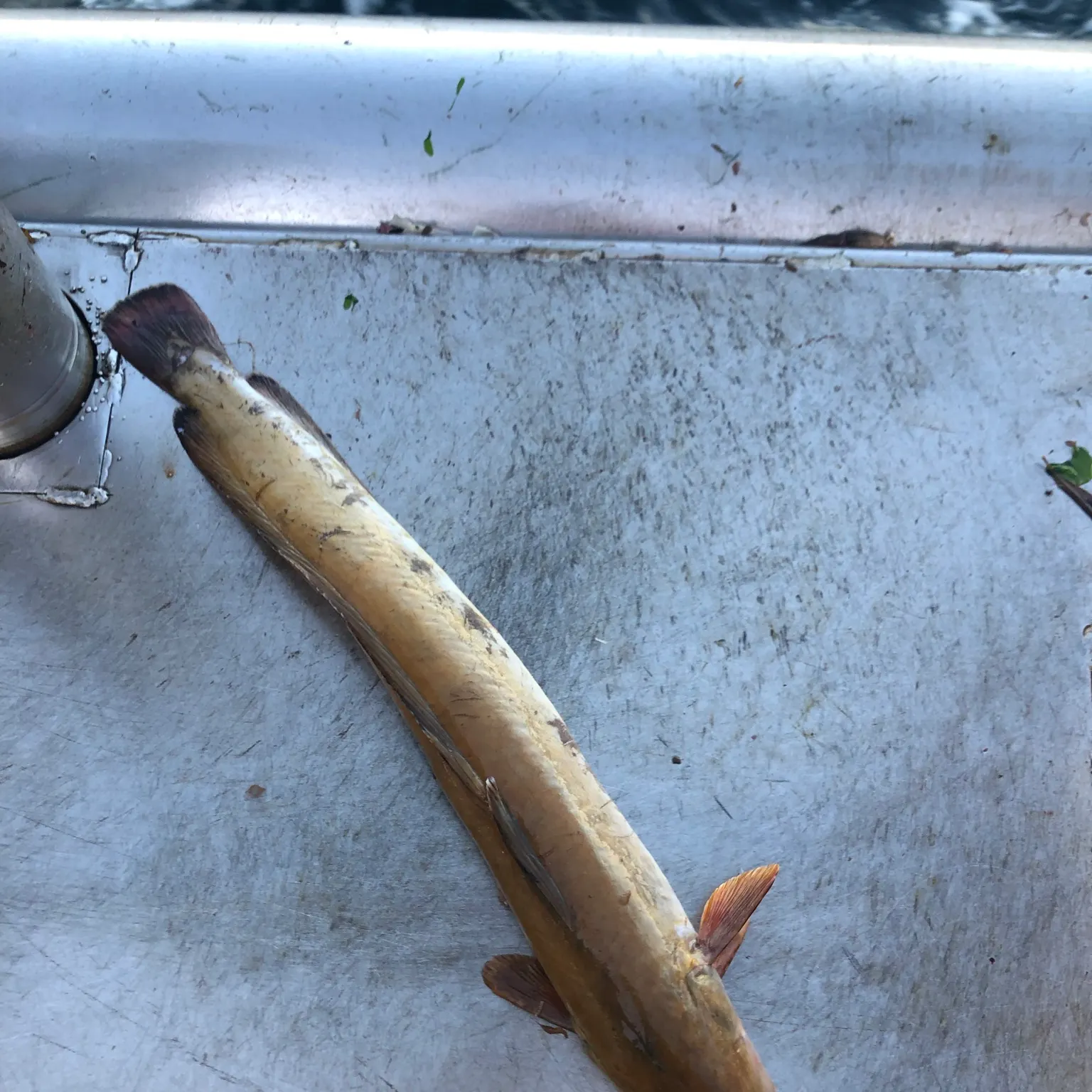 The most recent Red hake catches on Fishbrain