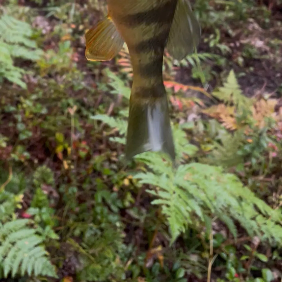 Yellow perch caught on Fishbrain