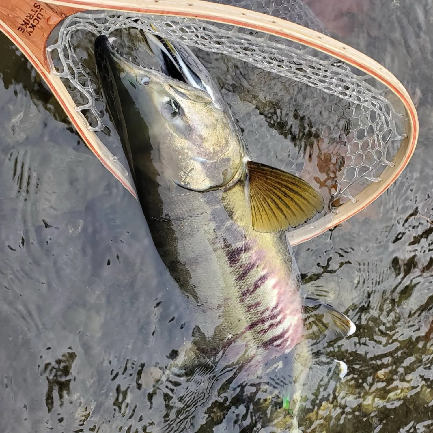 Chum salmon caught on Fishbrain