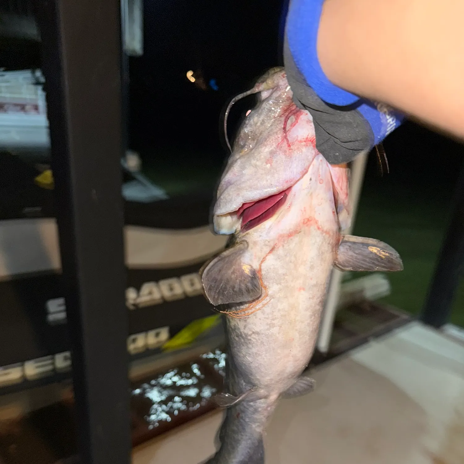 The most recent Flathead catfish catches on Fishbrain