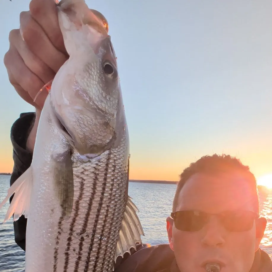 Striped bass caught on Fishbrain