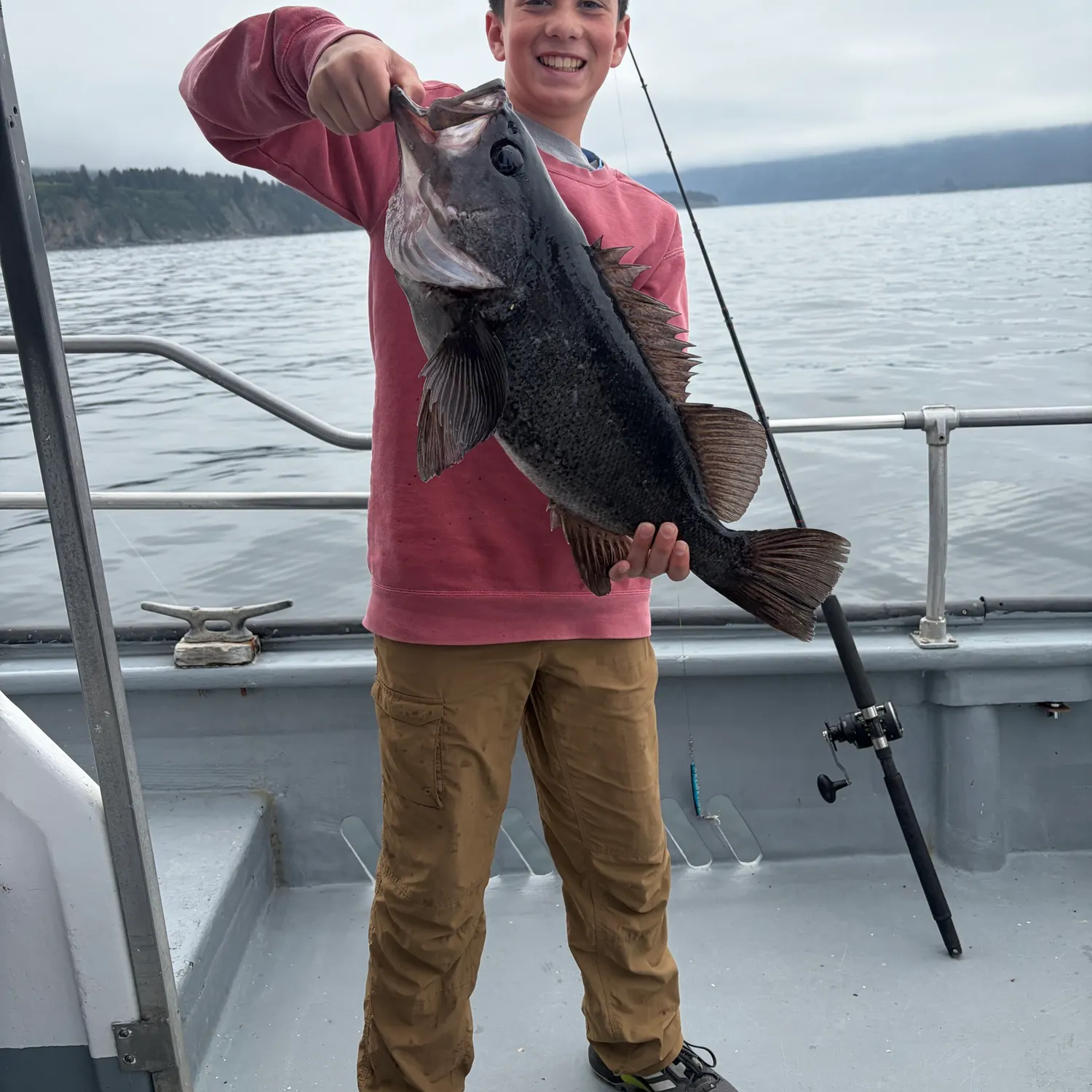 Black rockfish caught on Fishbrain