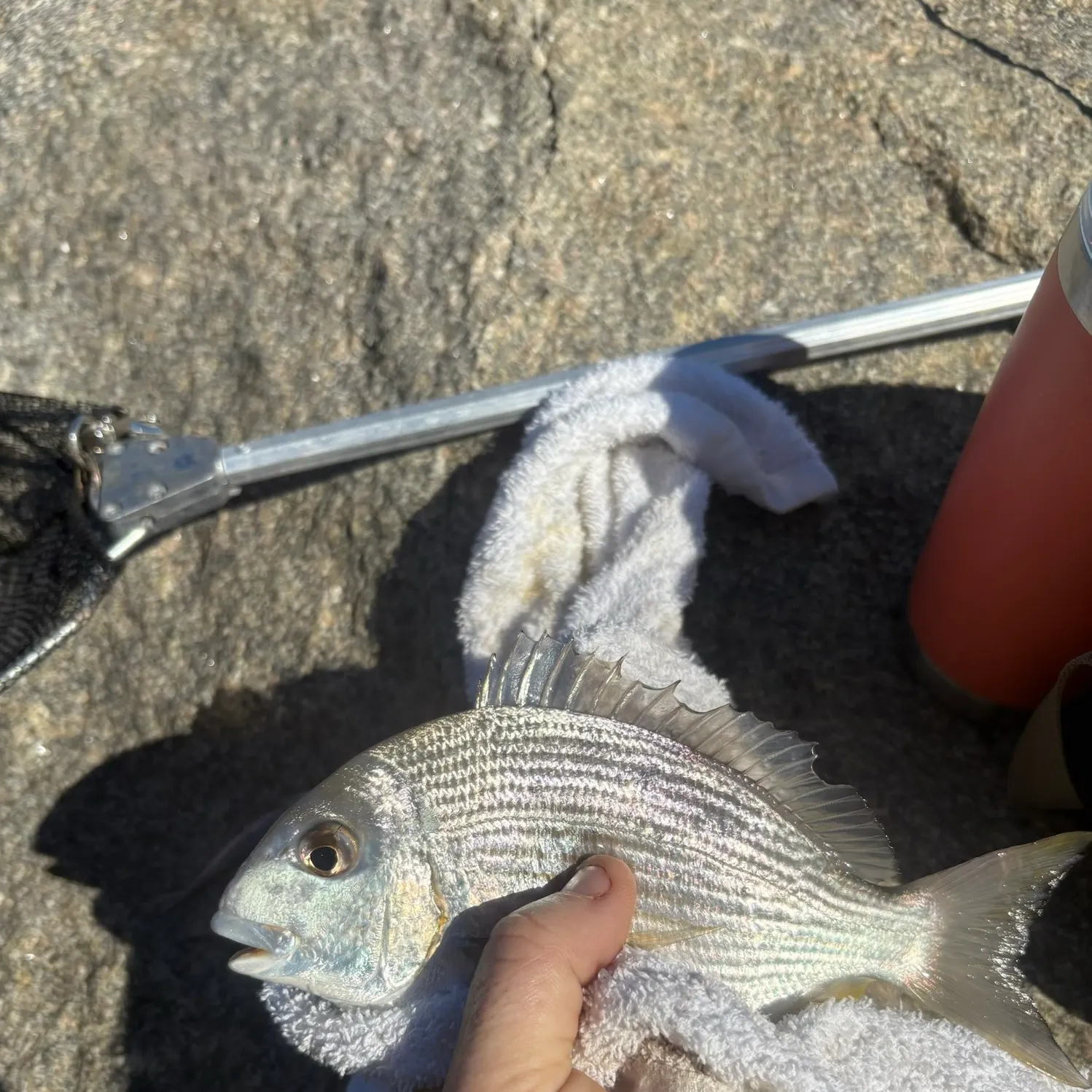The most recent Surf bream catches on Fishbrain
