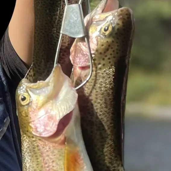 Rainbow trout caught on Fishbrain