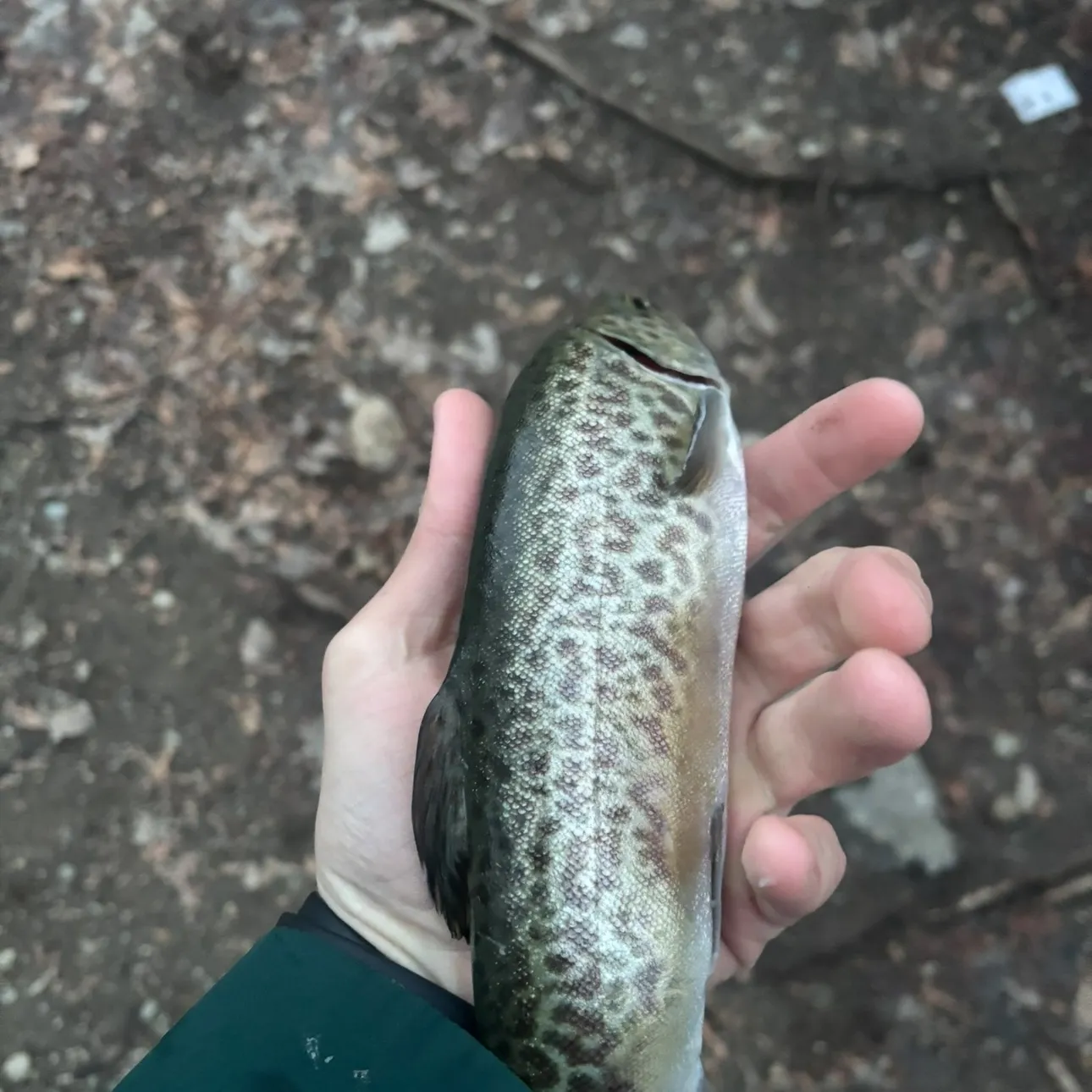 The most recent Tiger trout catches on Fishbrain