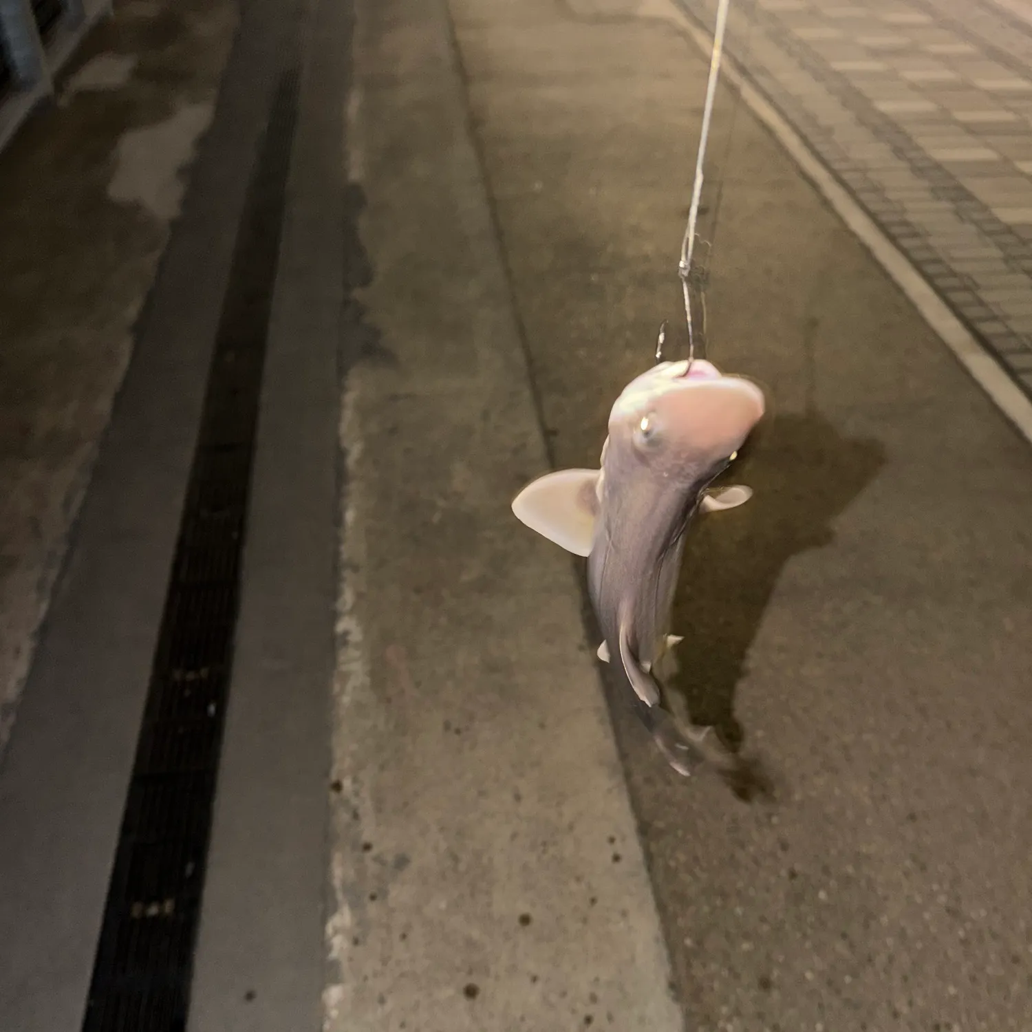 Pacific spiny dogfish caught on Fishbrain