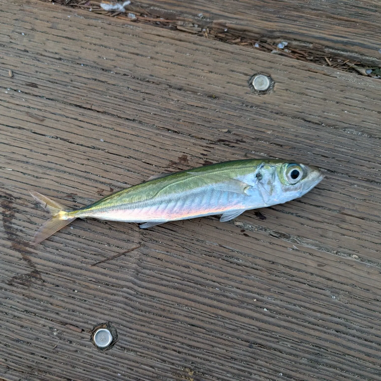 Yellowtail horse mackerel caught on Fishbrain