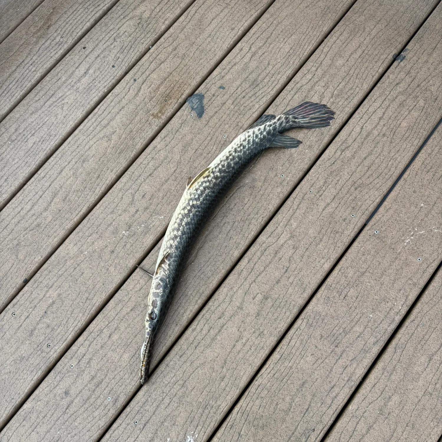 Spotted gar caught on Fishbrain