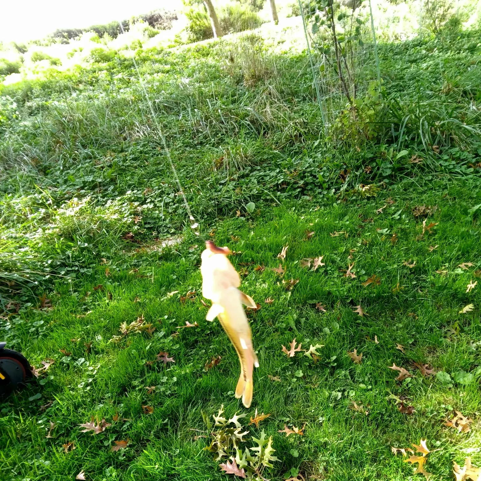 Fish caught on Fishbrain