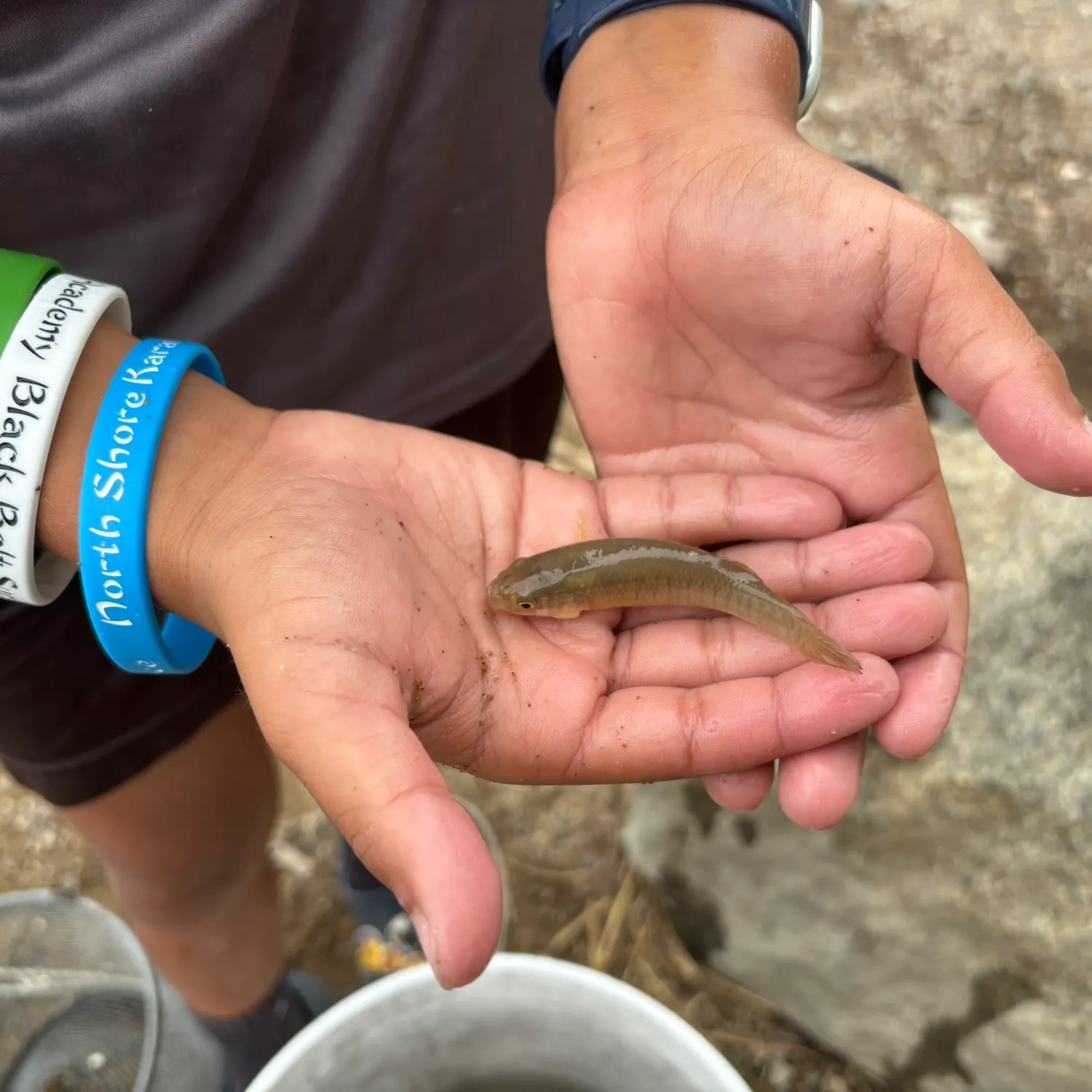 The most recent Bullhead minnow catches on Fishbrain
