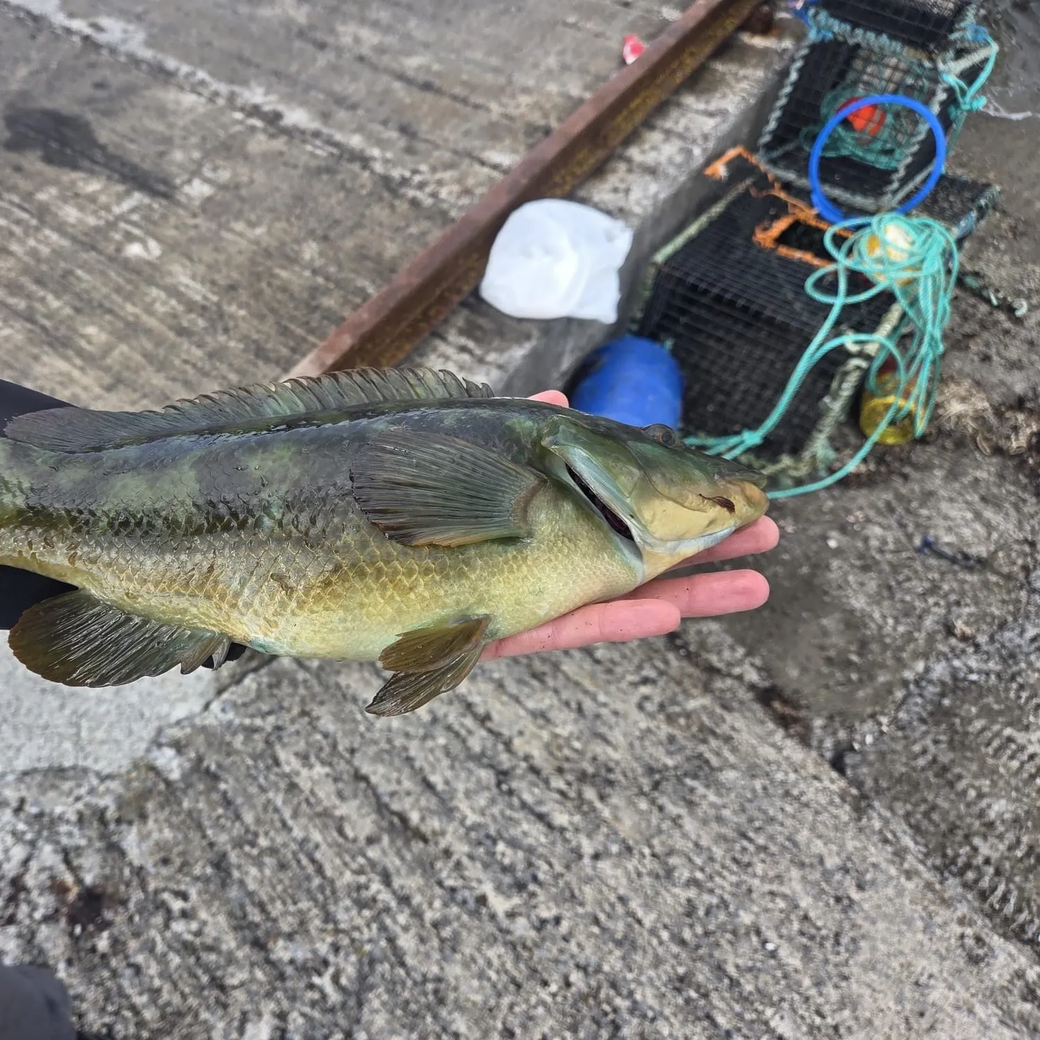 catch
