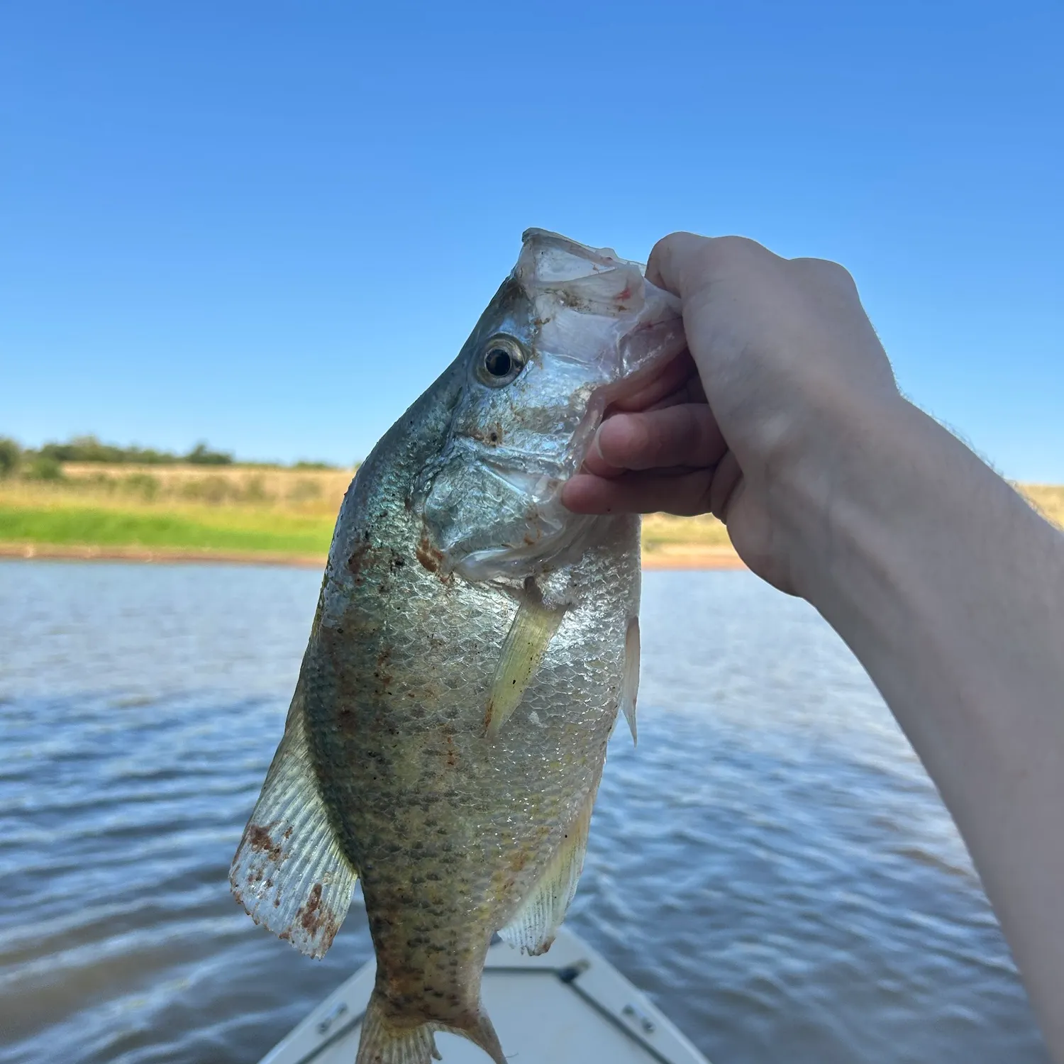 White crappie caught on Fishbrain
