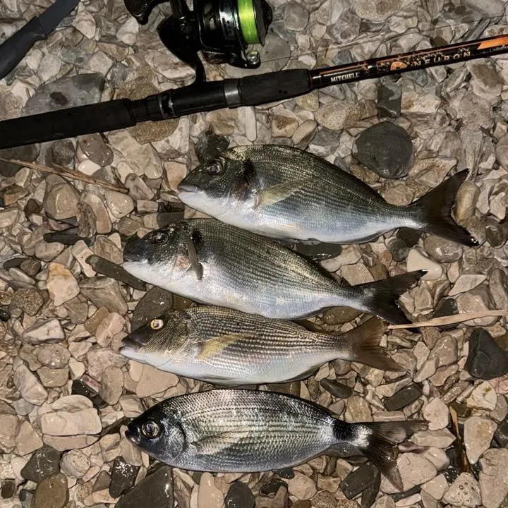 The most recent Gilthead seabream catches on Fishbrain
