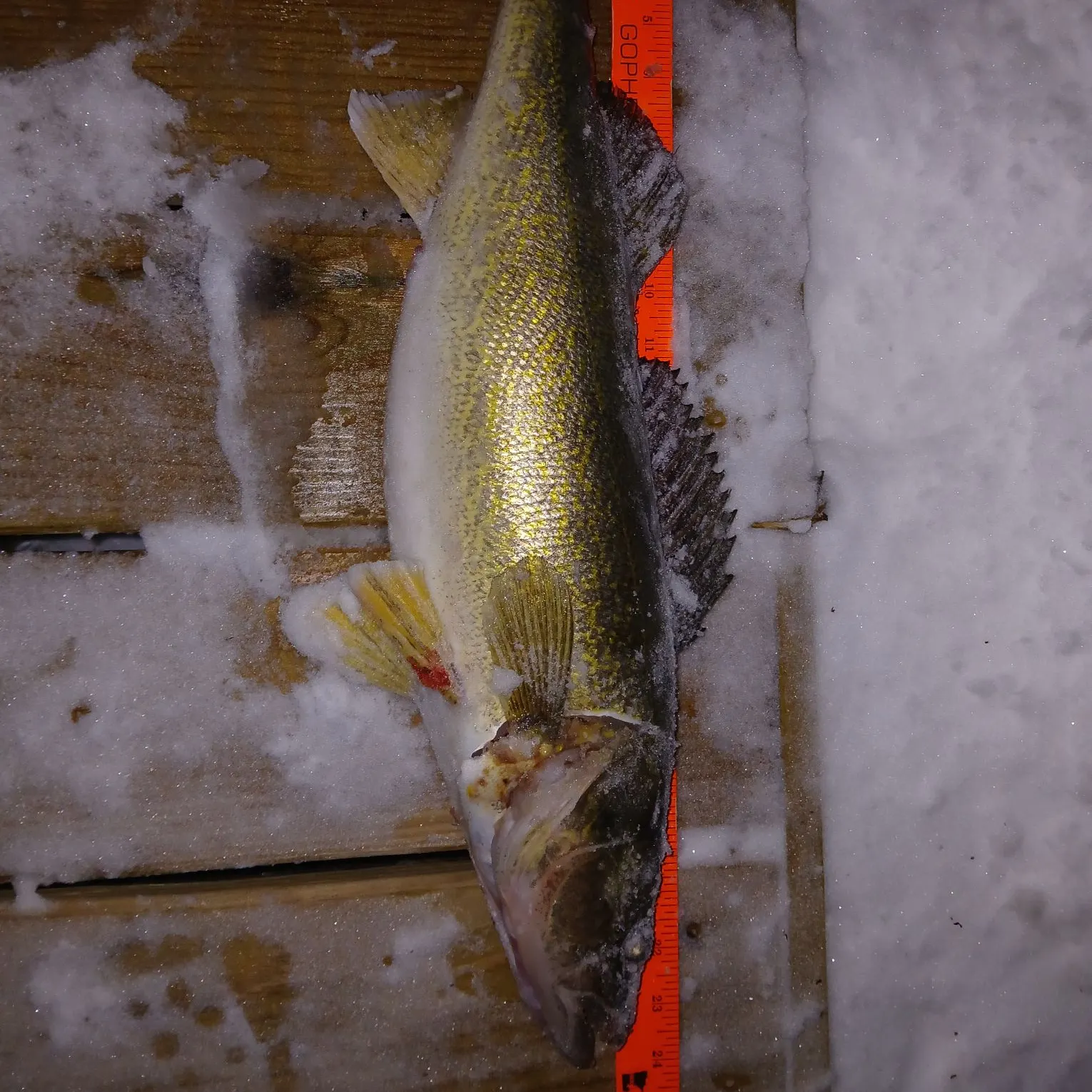 recently logged catches