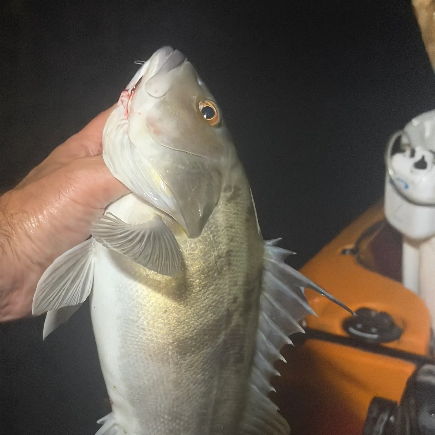 Barred sand bass caught on Fishbrain