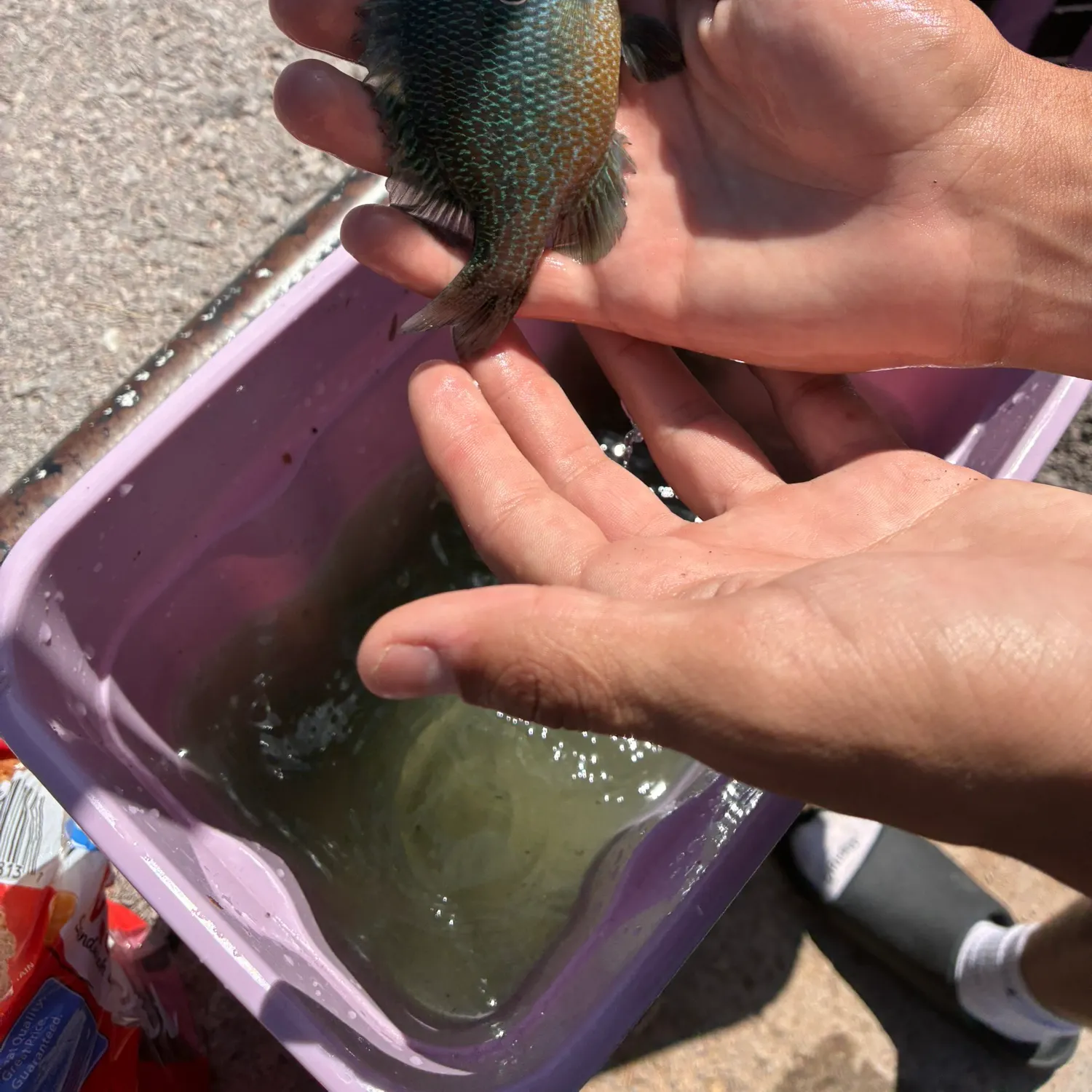 The most recent Dollar sunfish catches on Fishbrain