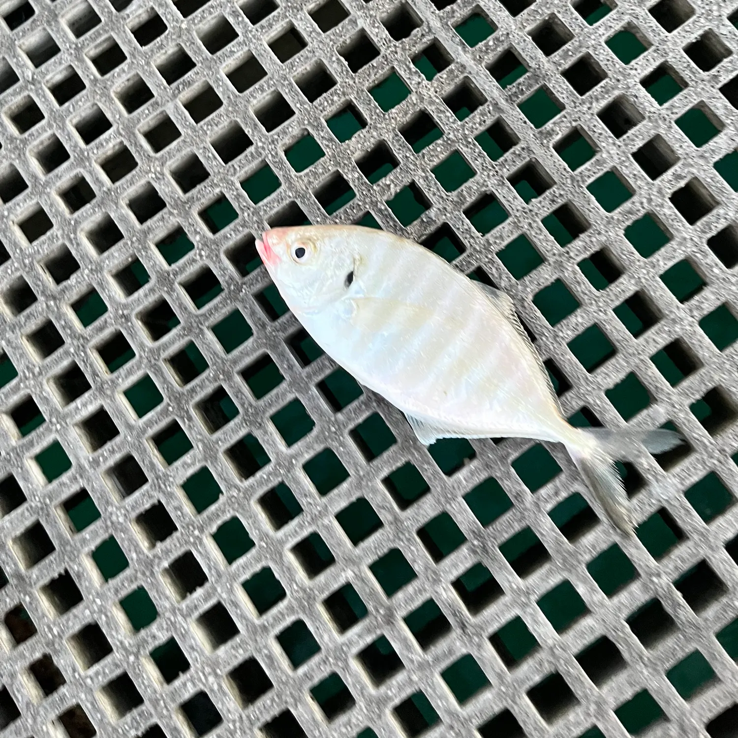 White trevally caught on Fishbrain