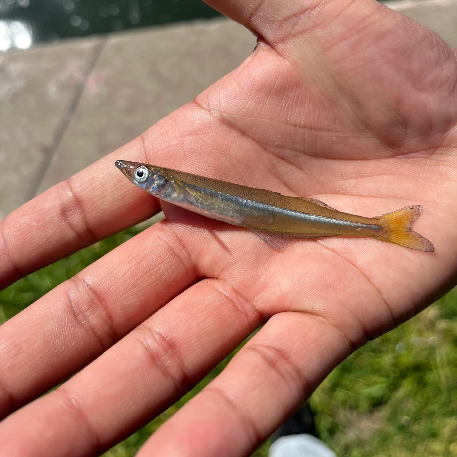 The most recent Brook silverside catches on Fishbrain