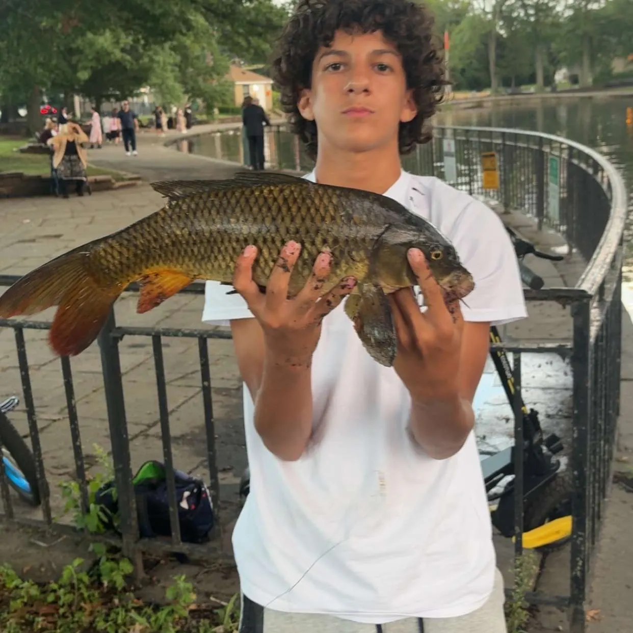Common carp caught on Fishbrain