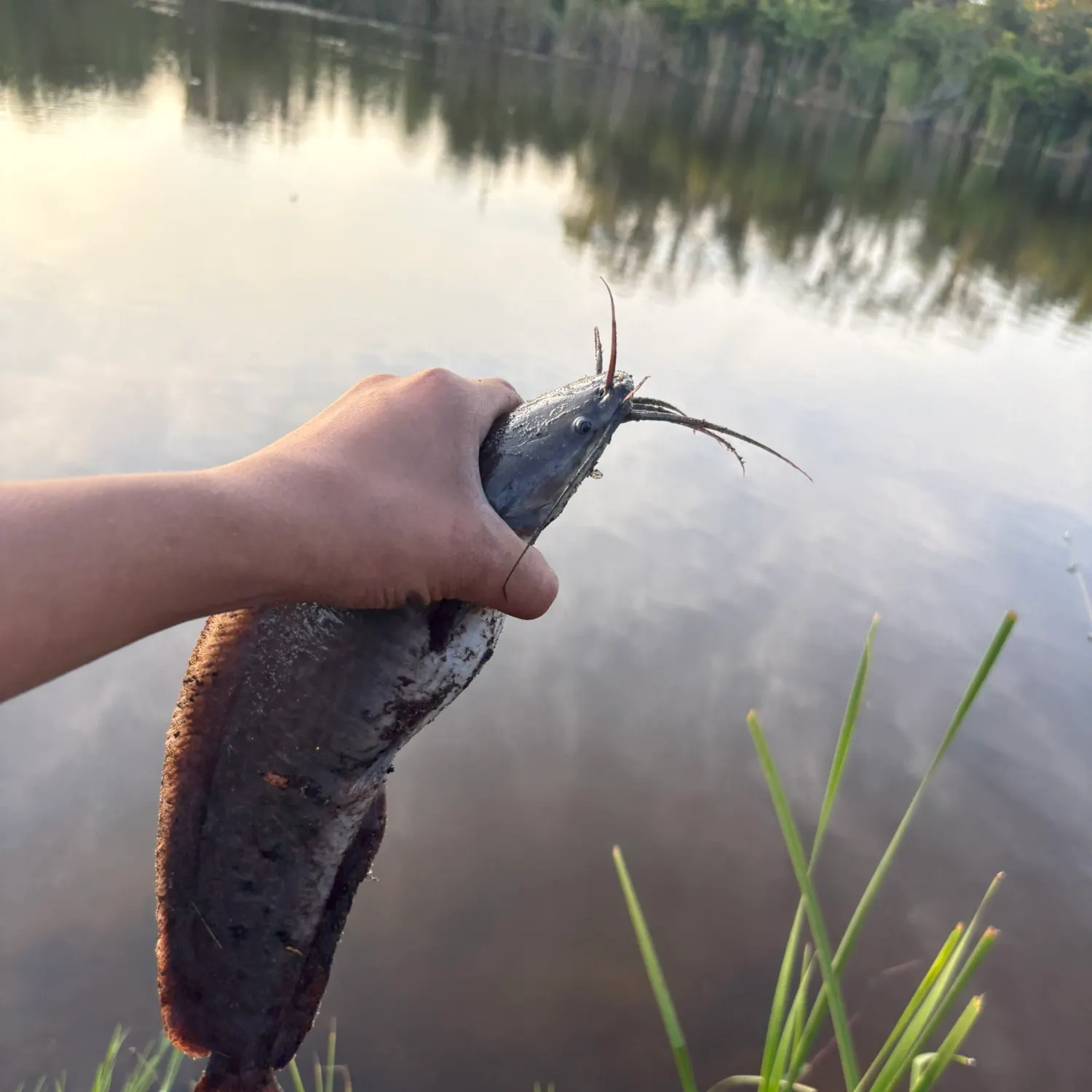 The most recent Walking catfish catches on Fishbrain