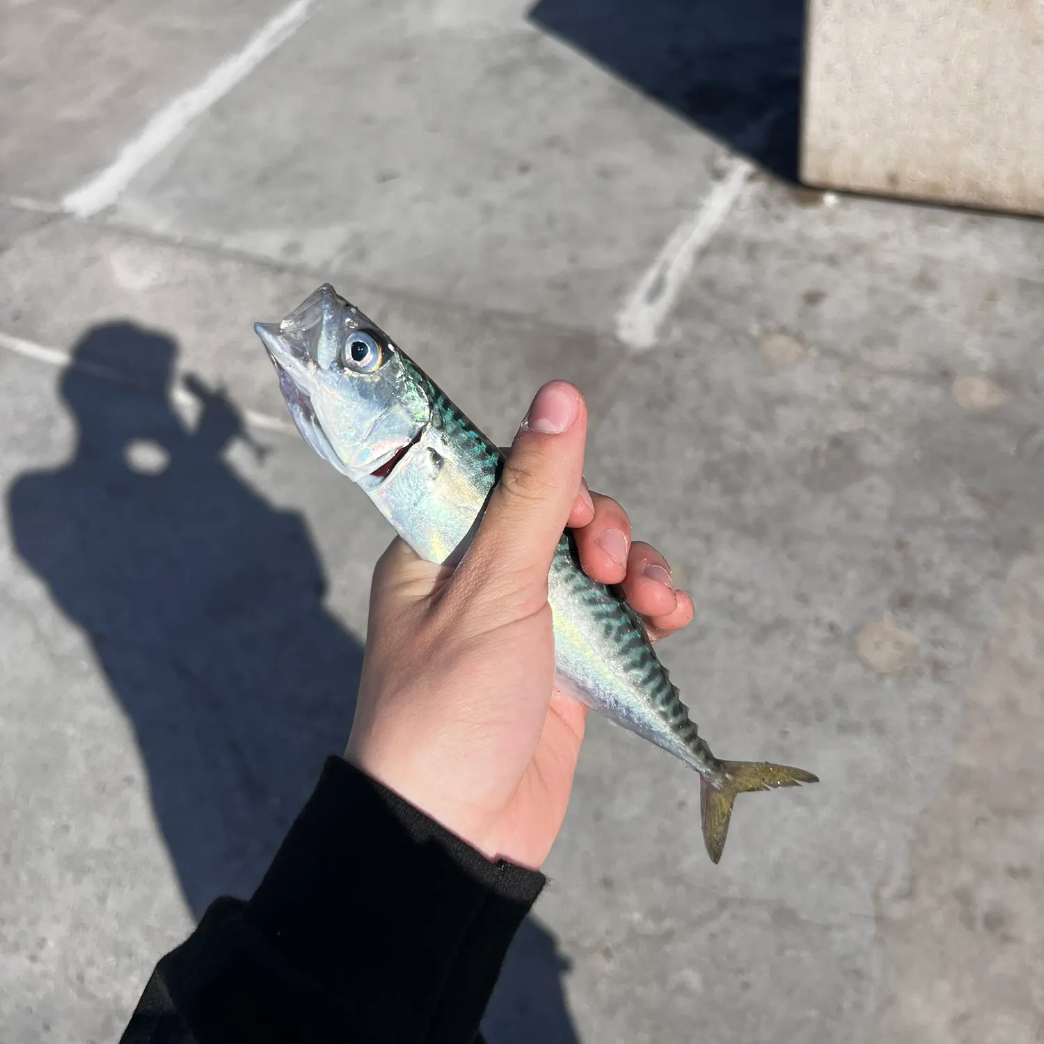 The most recent Pacific chub mackerel catches on Fishbrain