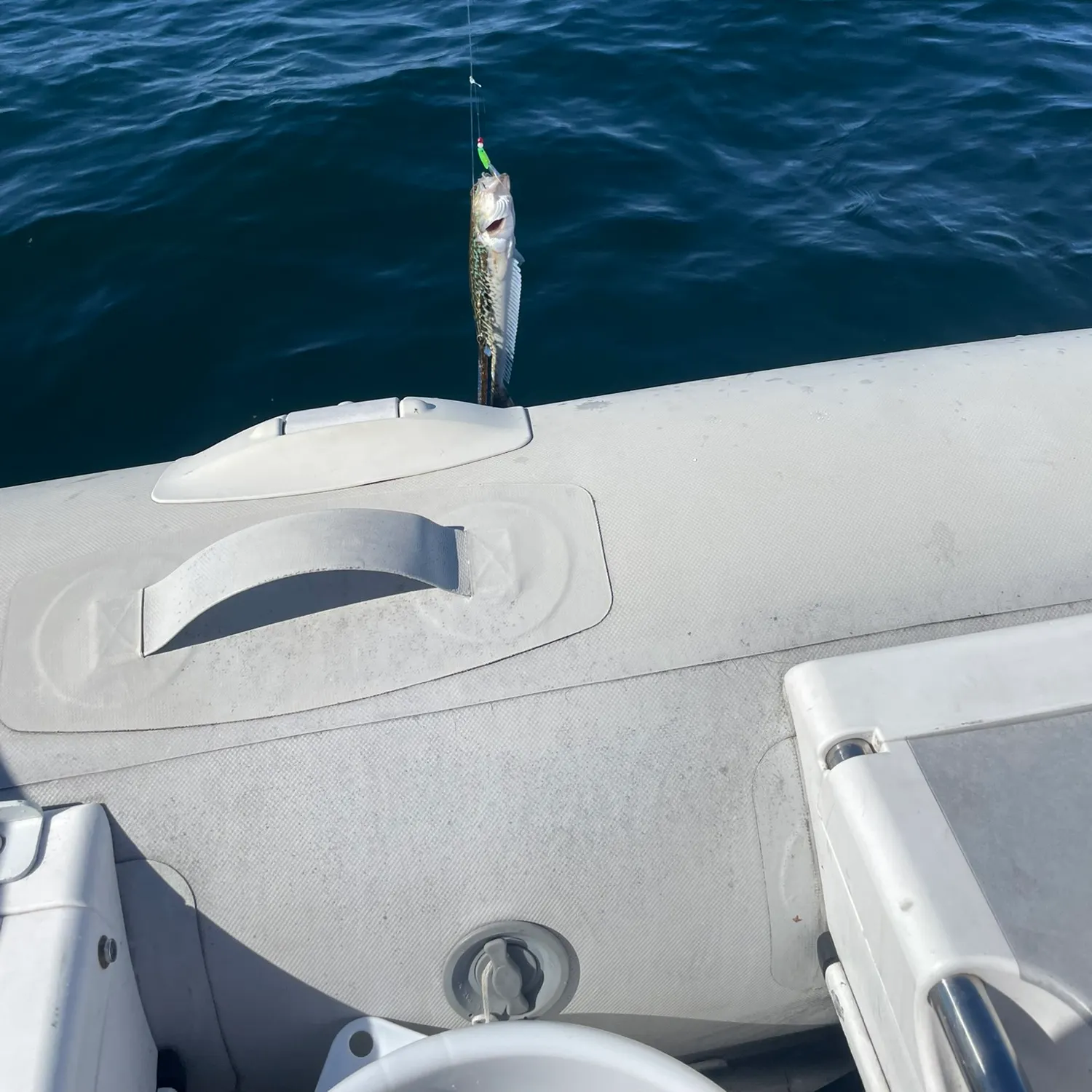 The most recent Greater weever catches on Fishbrain