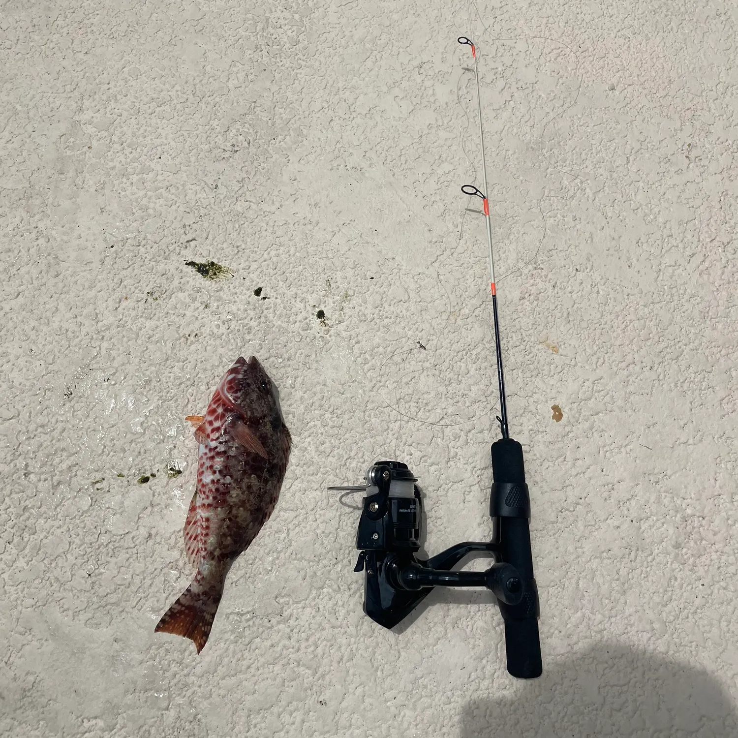 The most recent Redtail parrotfish catches on Fishbrain