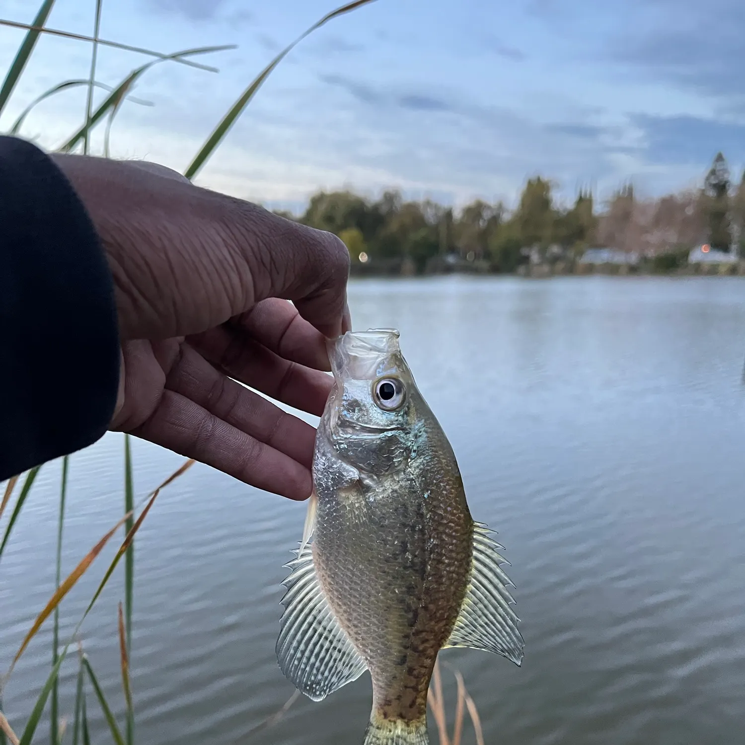 Black crappie caught on Fishbrain