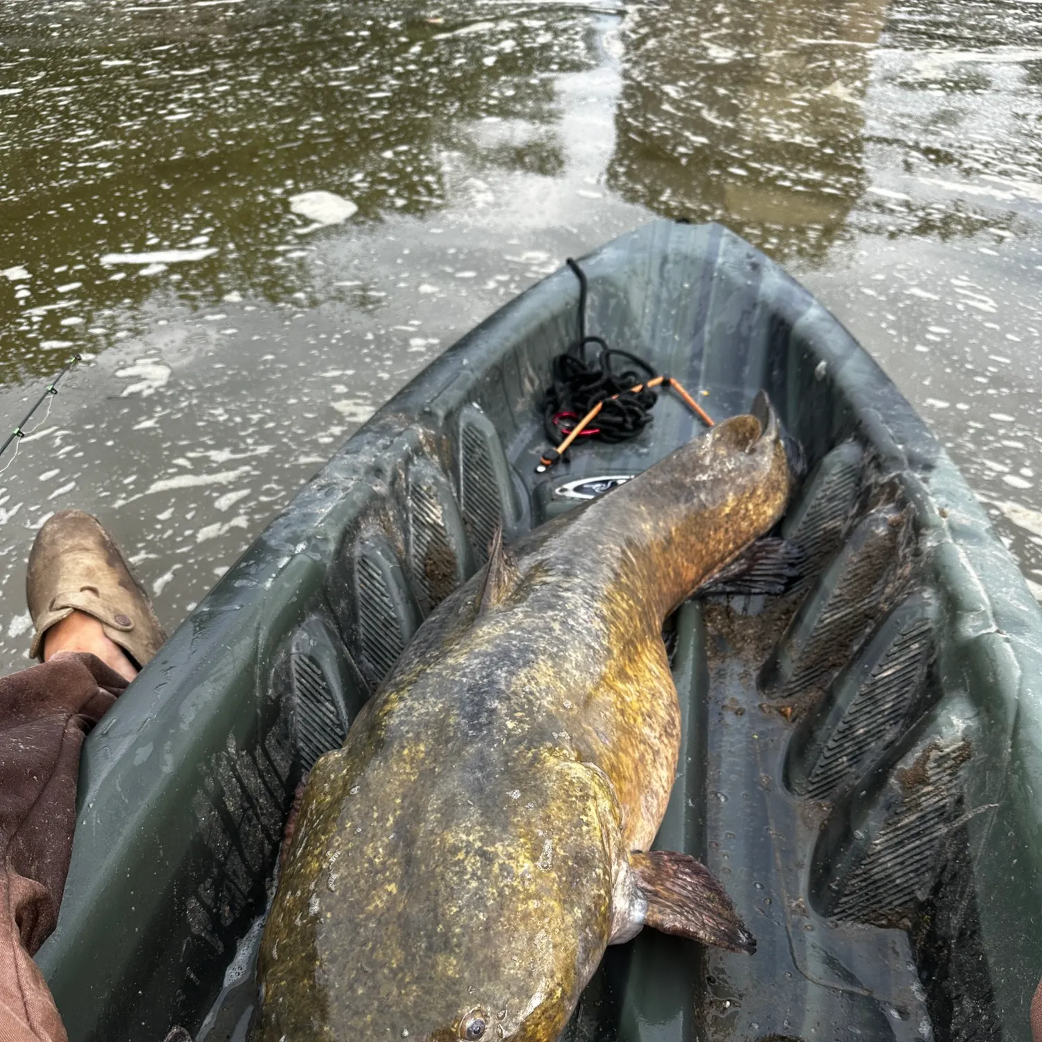 Fish caught on Fishbrain