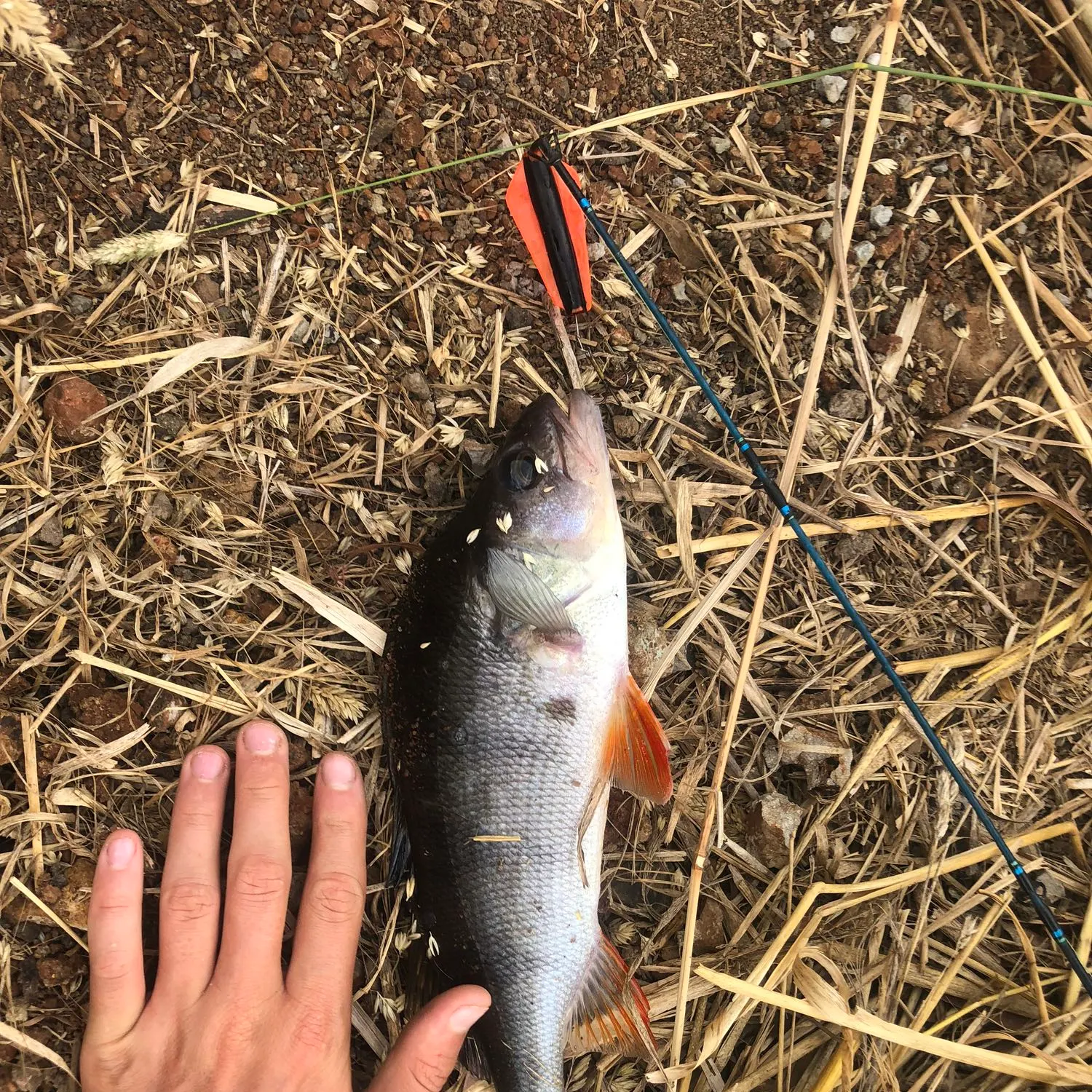 European perch caught on Fishbrain