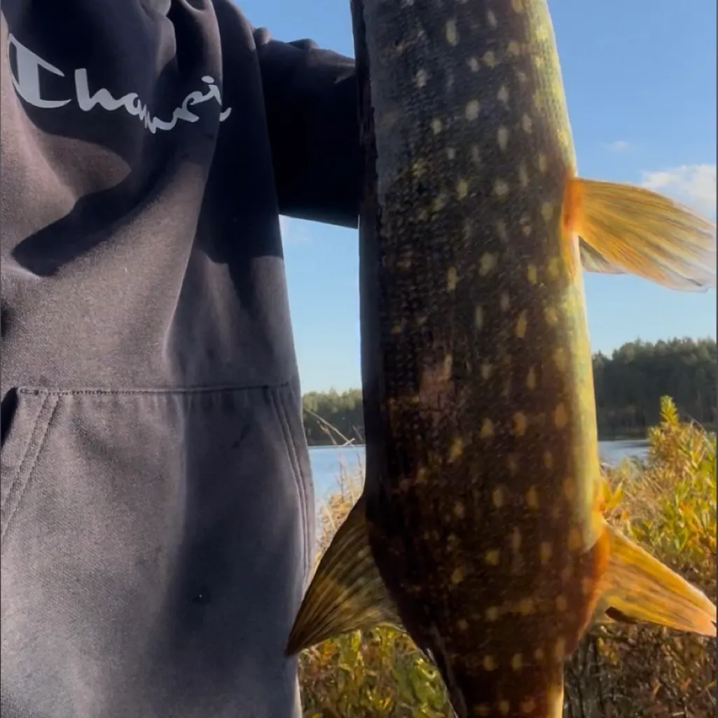 Northern pike caught on Fishbrain