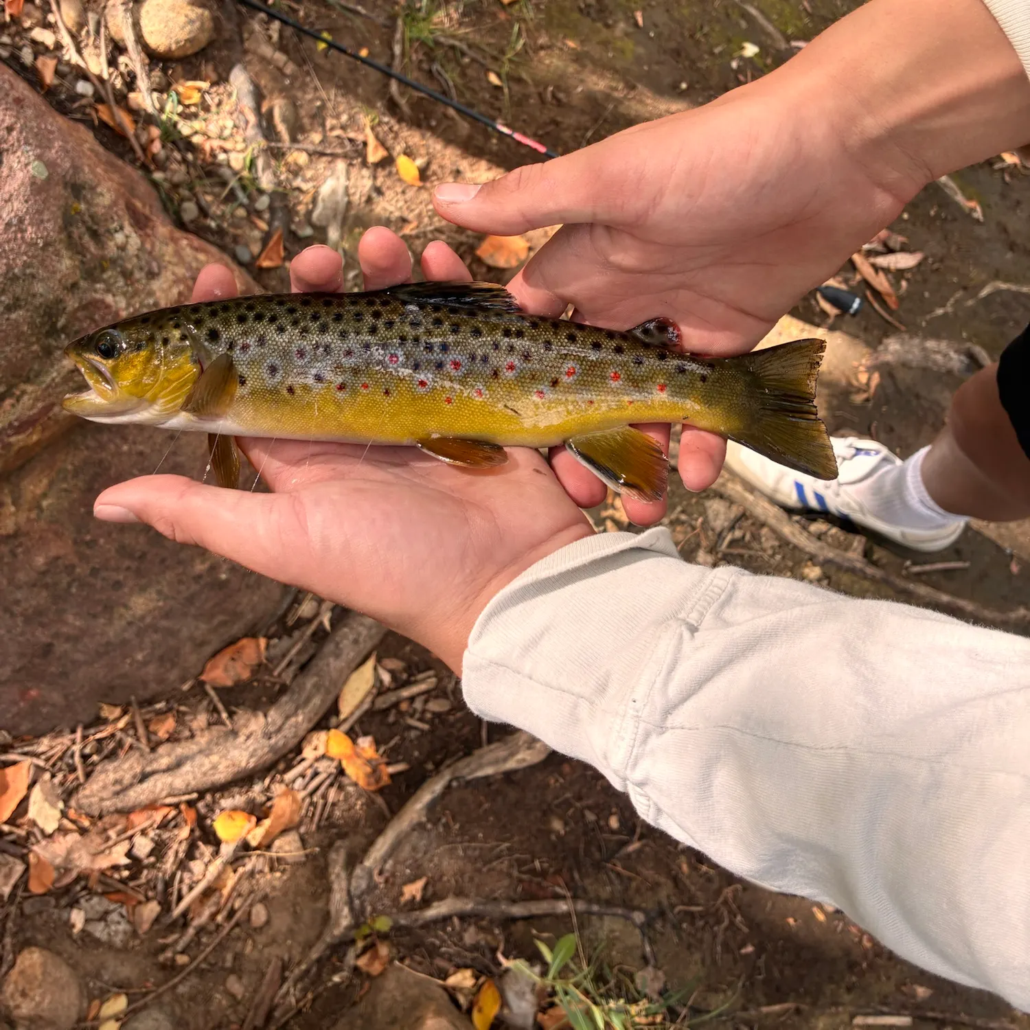 Brown trout caught on Fishbrain