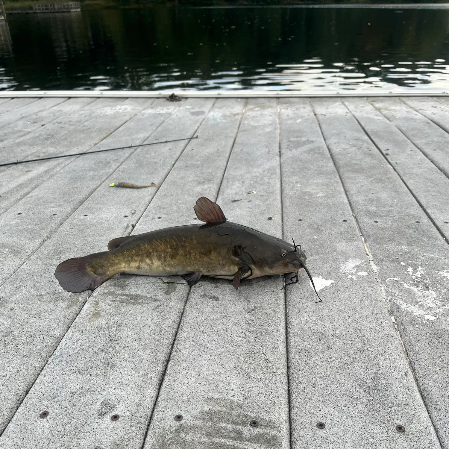 Black bullhead caught on Fishbrain