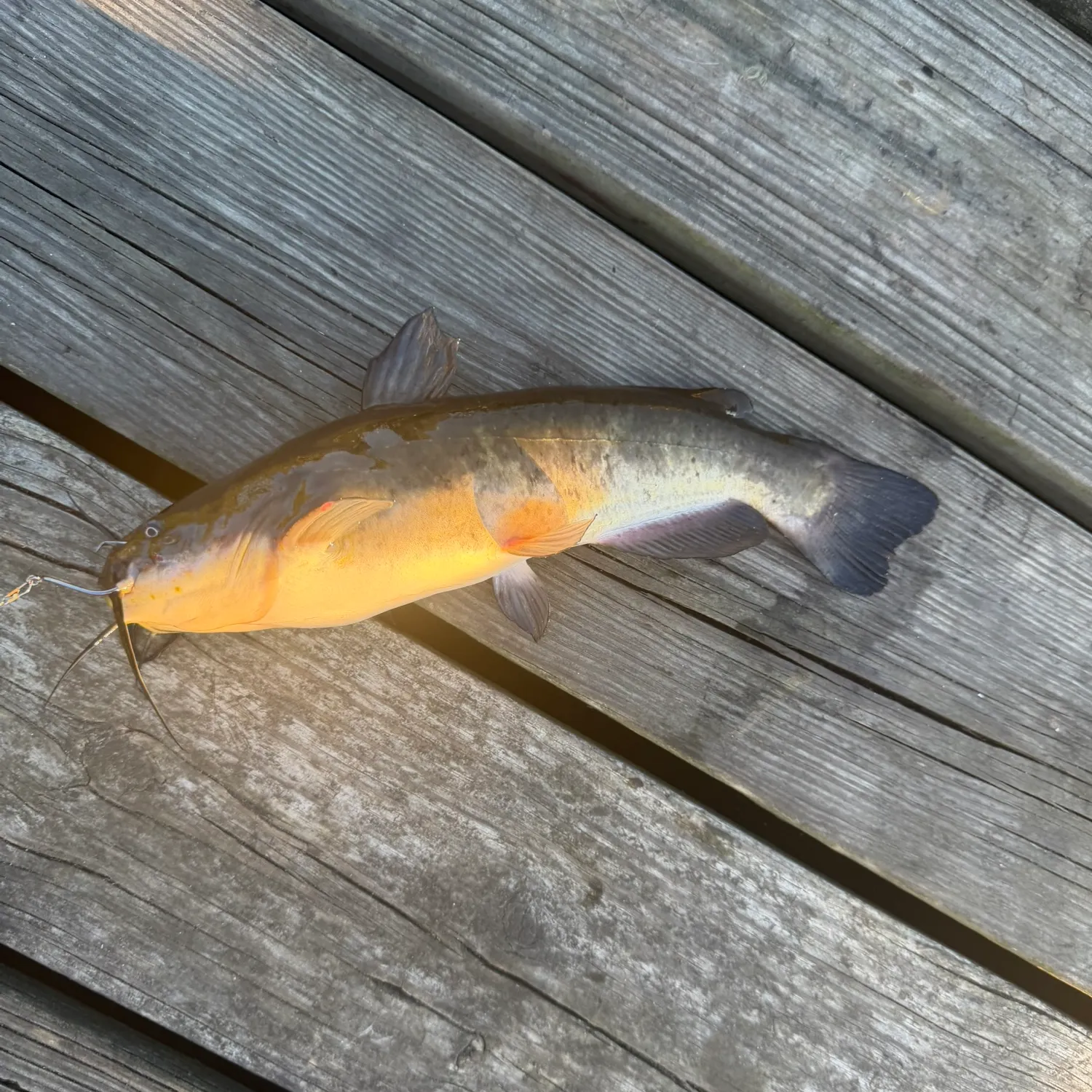 Black bullhead caught on Fishbrain