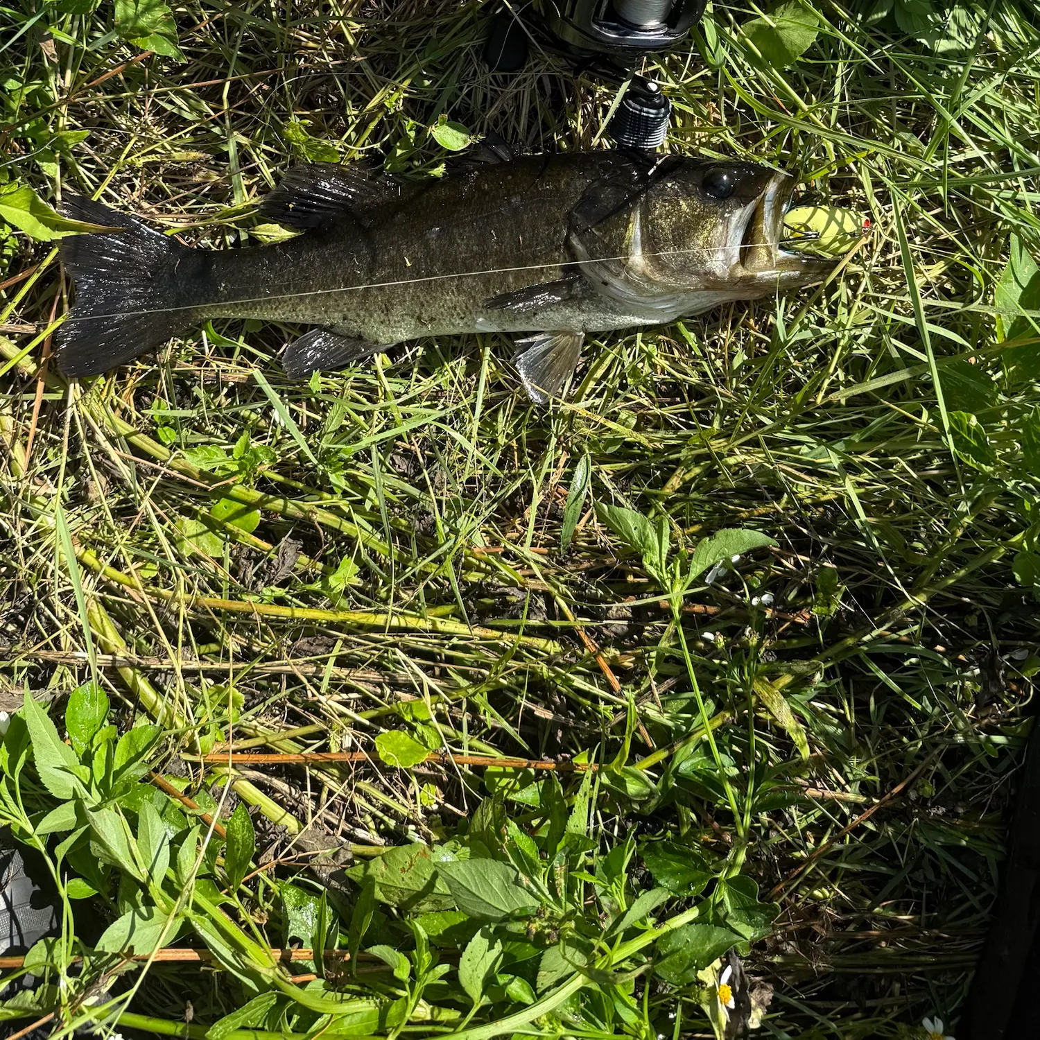 Largemouth bass caught on Fishbrain