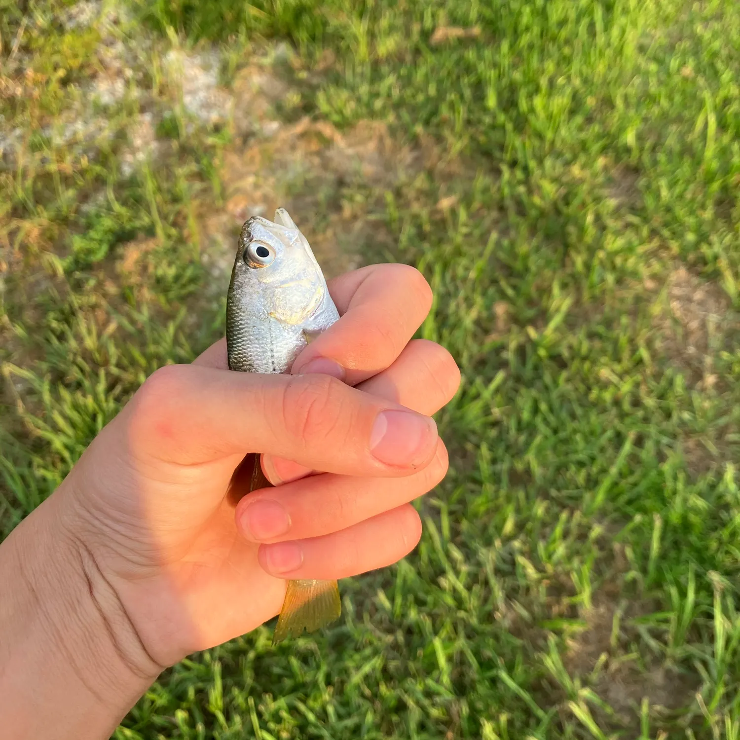 Silver perch caught on Fishbrain