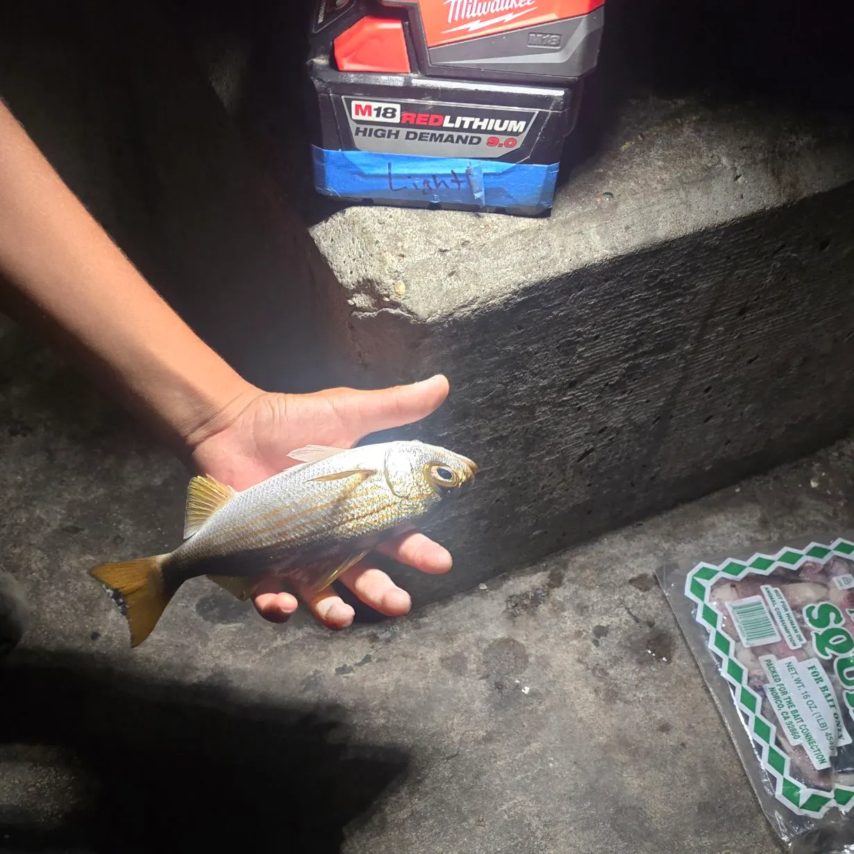 The most recent Salema porgy catches on Fishbrain