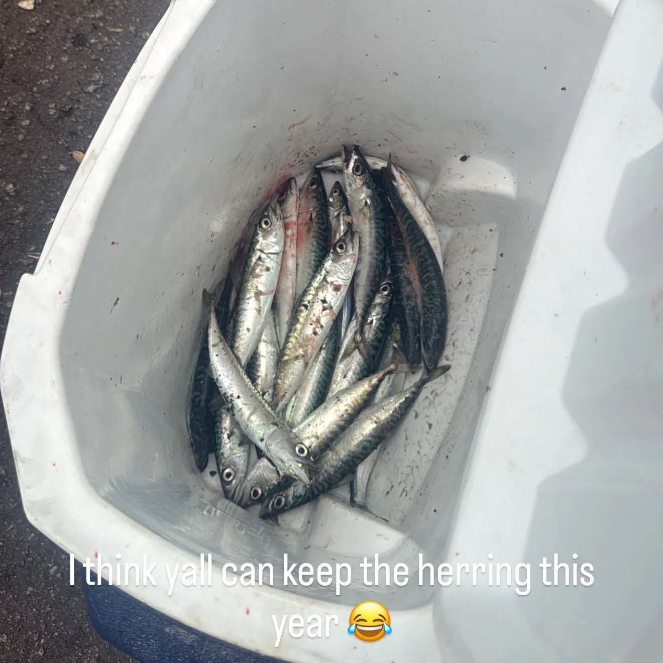 The most recent Pacific jack mackerel catches on Fishbrain